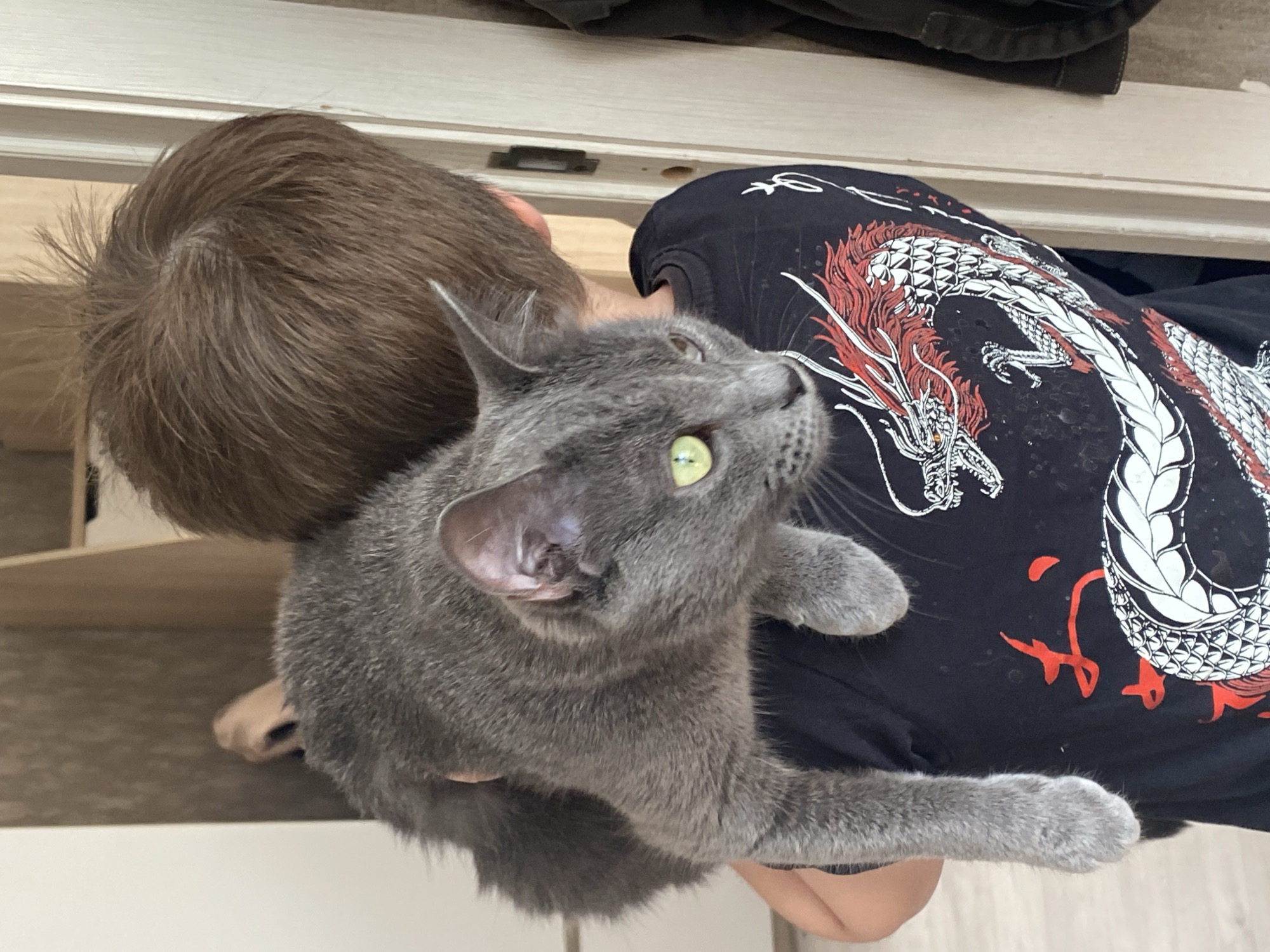 A gray cat with green eyes is being held by a person wearing a black t-shirt with a large red and white dragon design. The person has short, brown hair. They are indoors, near what appears to be light-colored cabinets or furniture. There is no indication of the city of Chaikovsky, Russia, in the image.