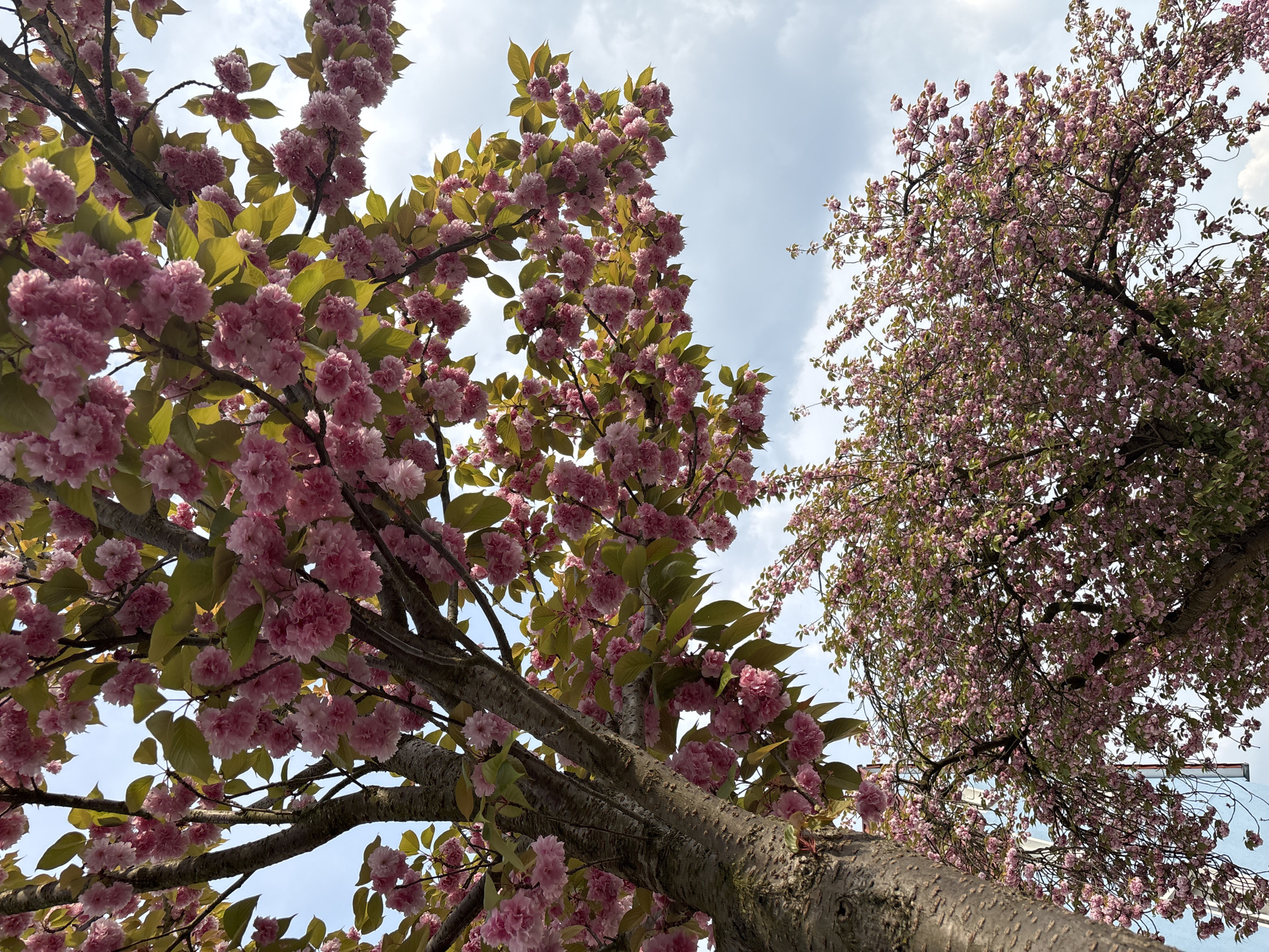 The image presents an upward perspective of two blossoming trees against a partially cloudy sky. The foreground and left side of the frame are dominated by a tree adorned with numerous clusters of large, double pink flowers and bright chartreuse-green leaves. Its thick, textured trunk and sturdy branches are visible from below, curving upwards. To the right, another tree features a dense canopy of smaller, lighter pink blossoms and finer branches, extending into the upper right corner. The sky, seen through the gaps in the foliage, is a light blue with scattered white clouds, indicating daytime and pleasant weather conditions. The overall scene evokes the vibrant beauty of spring. There is no visible activity or text.