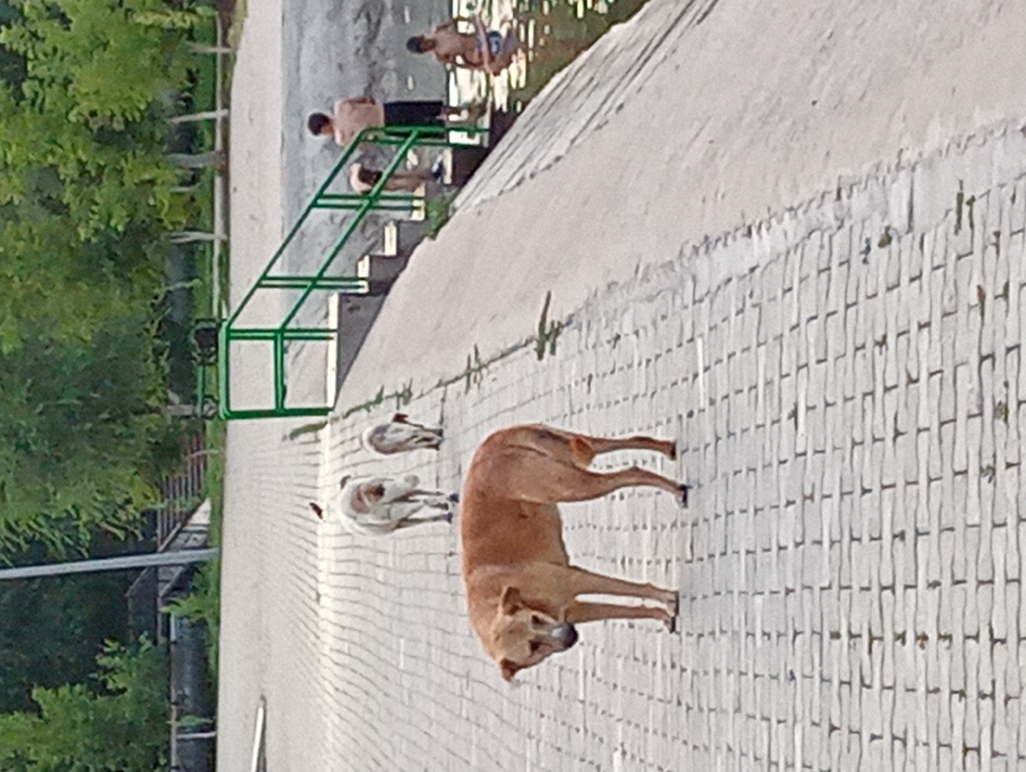 In Shymkent, Kazakhstan, a dog with light brown fur stands on a paved walkway made of light-colored rectangular bricks. The walkway is bordered by a low, white-brick wall. Behind the wall, lush green trees create a backdrop. In the distance, a set of green metal railings are visible, leading up some stairs.
Near the railings, two people are partially visible. One person, with a dark shirt, appears to be standing on the stairs. Another, wearing dark shorts, is further up, near what looks like a body of water. The water is calm and reflects the light. The overall scene suggests it is daytime, likely with pleasant weather, given the casual attire of the people.
Further along the walkway, closer to the viewer, are two other dogs. One is white and light brown, facing away from the camera. The other is a dark brown and white, possibly a puppy, lying down. The main subject, the light brown dog, is facing towards the camera with its head slightly lowered, appearing relaxed. The paving stones create a textured foreground. The image is oriented vertically, with the top of the frame showing the trees and the distant people.