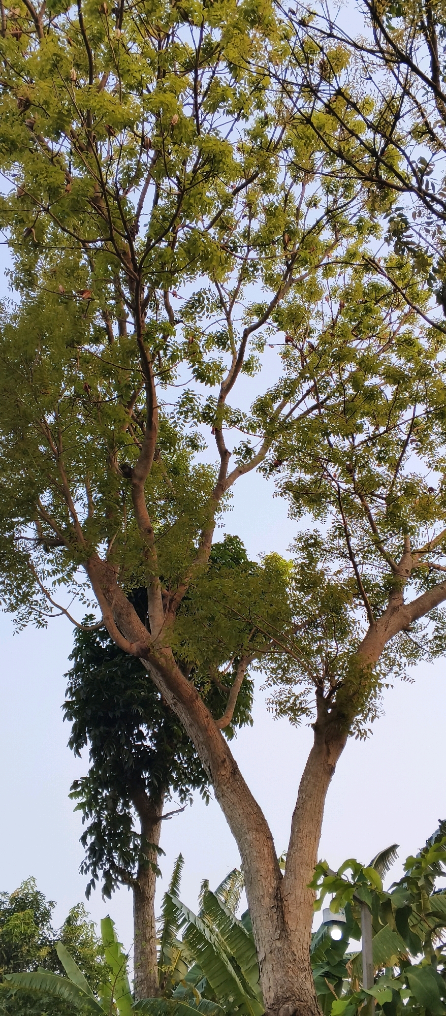 The image shows a tall tree with a rough, textured trunk that splits into two main branches. The tree is covered in abundant green leaves. In the background, there are other trees and lush vegetation, including large banana leaves. The sky is a pale, overcast blue. A white outdoor light fixture with a visible bulb is mounted on a pole on the right side of the frame, amidst the foliage. The scene appears to be located in an outdoor, natural setting within the city of Japanan, Indonesia.