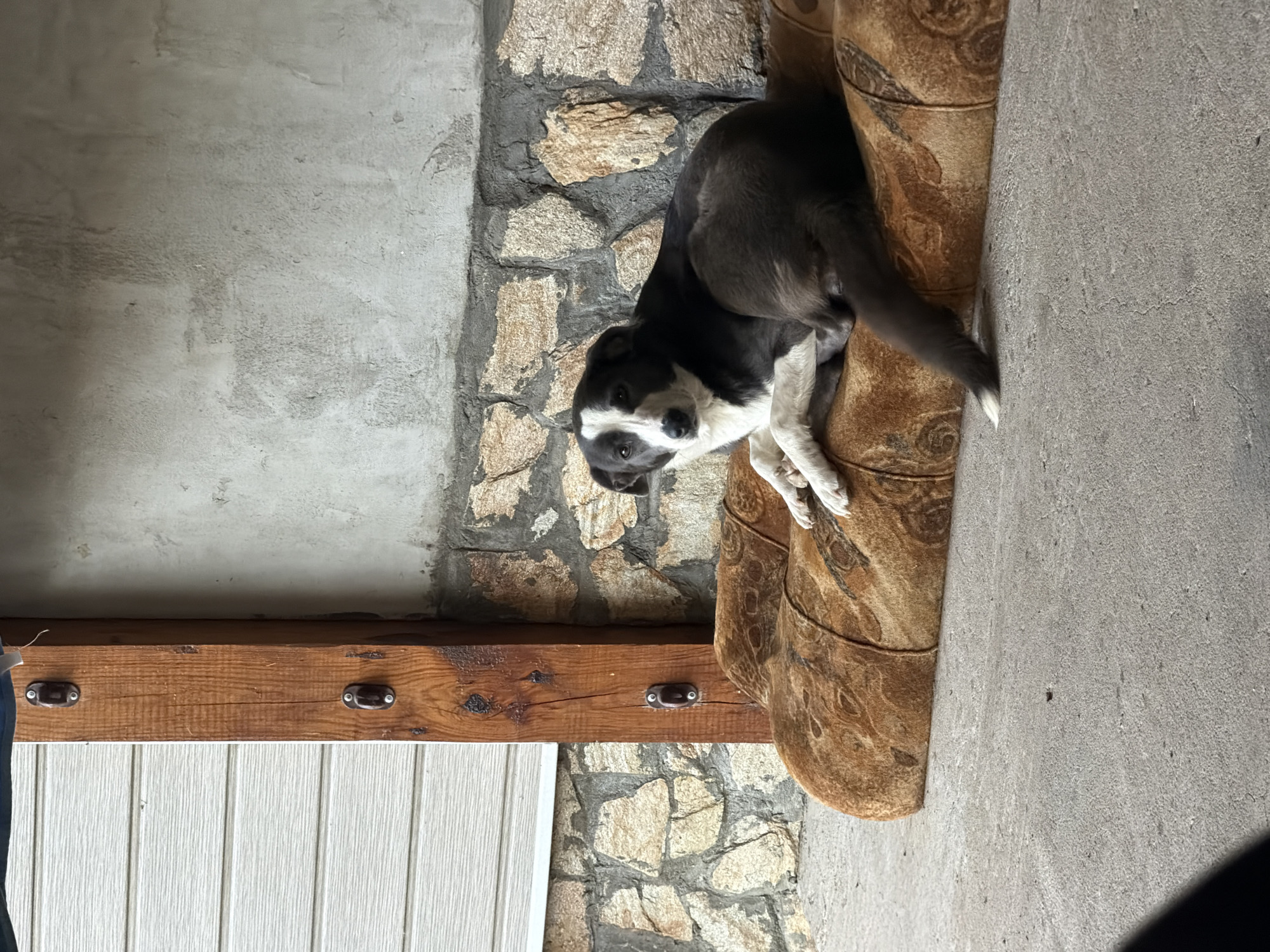 A medium shot depicts a black and white dog resting on a tan patterned object, possibly a chair or cushion. The dog is oriented towards the camera with its head tilted. The background consists of a stone wall, a concrete surface, a wooden beam with metal fittings, and white vertical siding. The image was likely taken in an outdoor or semi-outdoor environment. The exact location in Iskar, Bulgaria is not discernible from the visual information provided.