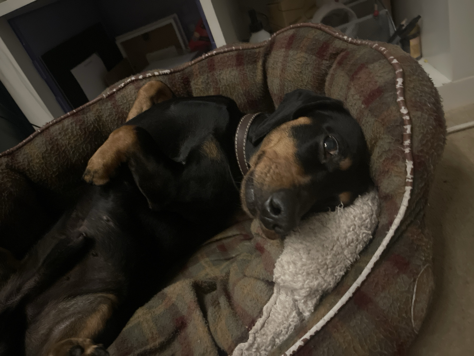A black and tan dachshund lies on its back in a brown and plaid dog bed with a fluffy white insert. The dog wears a brown collar. The bed sits on the floor next to what appears to be a white cabinet or shelf. The location is unknown.