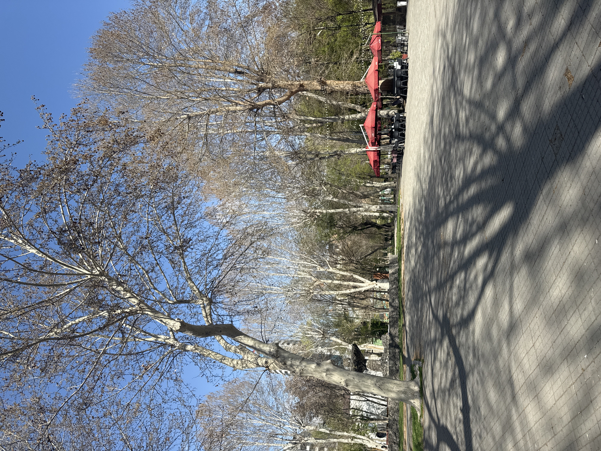 The image shows a street in Yerevan, Armenia lined with bare trees. The trees cast long shadows on the paved walkway. Red umbrellas and tables suggest a cafe or outdoor seating area along the street. The sky is clear and blue. A few people are visible walking in the distance. The trees are mostly bare, indicating either late autumn, winter, or early spring.
