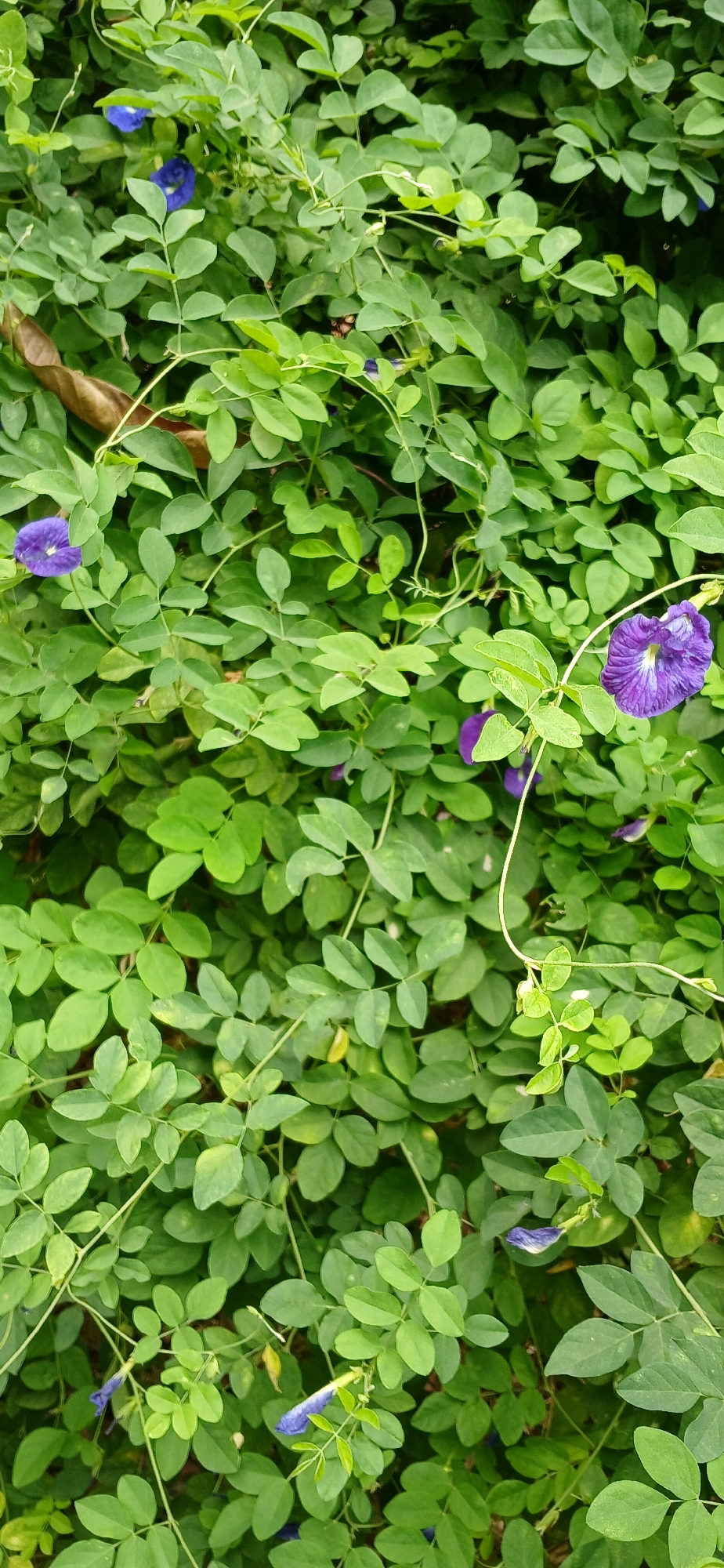 A dense, lush ground cover of green foliage is punctuated by scattered vibrant purple butterfly pea flowers (Clitoria ternatea). The leaves are small, oval, and arranged in compound structures along thin, winding stems. The flowers, with their distinctive pea-like shape, are a deep, rich purple, some with lighter veins. A single dried brown leaf is visible amongst the green in the upper left quadrant of the image. The scene appears to be an outdoor environment, likely a garden or naturalized area, given the dense growth. The photograph is taken from a top-down perspective, capturing the texture and layered appearance of the plant life. There are no people or animals visible in the image. This scene is located in Sutawinangun, Indonesia.