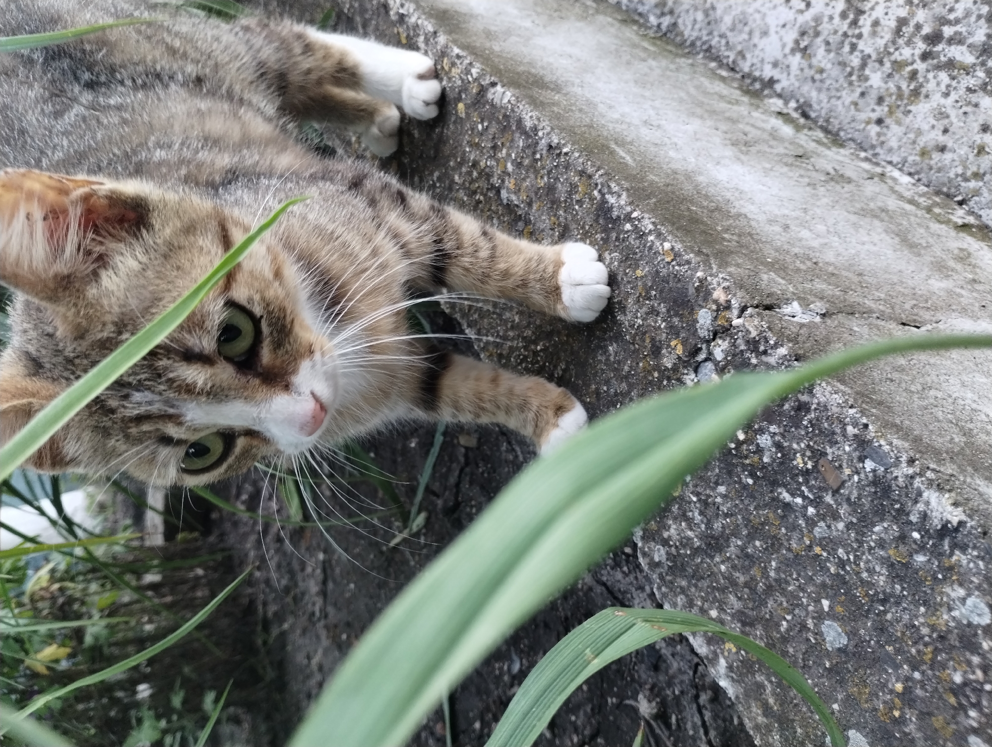A cat with green eyes, a white-and-brown striped coat, and white paws lies on a concrete surface, likely a step or ledge. Green blades of grass are visible in the foreground and adjacent to the cat. The concrete surface appears worn and slightly weathered. The location is Roza, Bulgaria.