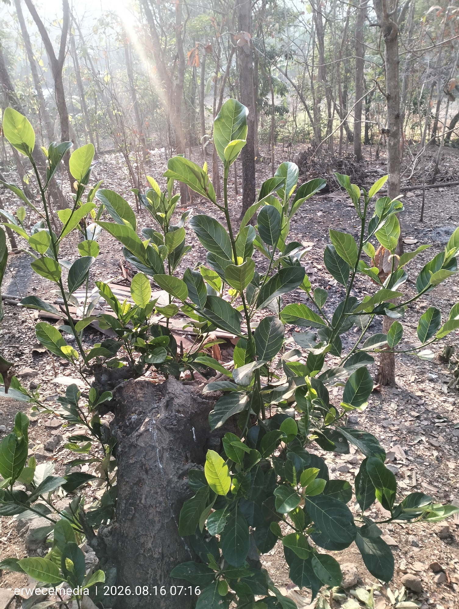 This image depicts a close-up view of a young jackfruit plant growing from a thick, gnarled stump in a forest environment. The plant has numerous bright green leaves, some of which are backlit by sunlight filtering through the trees. The ground is covered with dry leaves, small rocks, and debris. In the background, a dense forest of trees with bare branches and some foliage is visible, with sunlight streaming through gaps in the canopy. The overall scene suggests an outdoor, natural setting in Imogiri, Indonesia, likely a wooded area or garden, given the presence of the jackfruit sapling. The timestamp in the bottom left corner indicates the image was taken on August 16, 2026, at 07:16.