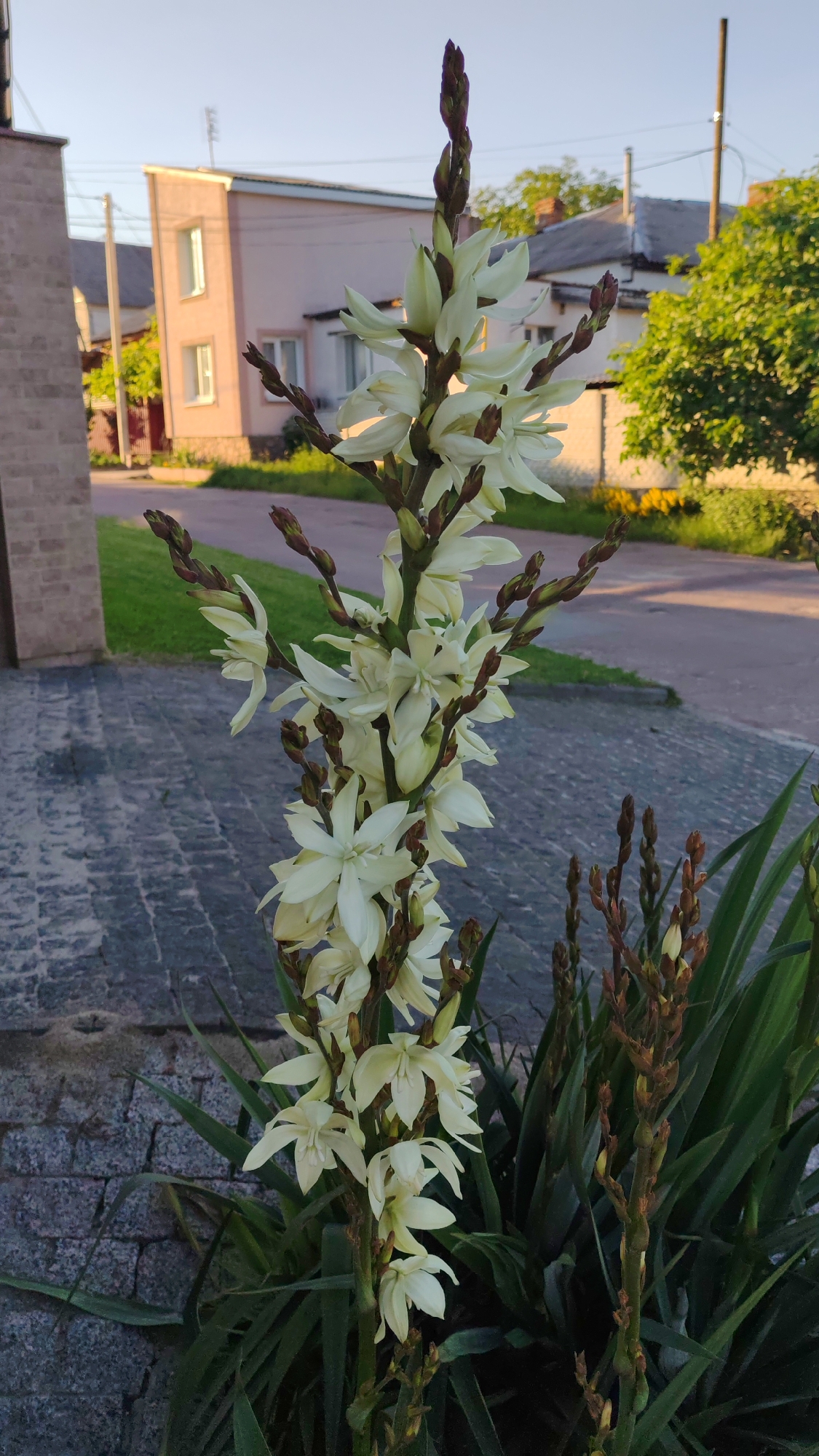 A tall stalk of white yucca flowers with multiple blooms is centered in the foreground of the image, facing slightly right. The flowers are bell-shaped with pointed petals, and the stalk is lined with smaller buds. Behind the yucca, a paved walkway made of dark gray rectangular stones leads to a grassy area and a street. In the background, there is a light pink building with white windows and a flat roof, a tall utility pole, and green trees. The sky is clear and blue, suggesting it is daytime. The scene appears to be a residential or urban outdoor setting.