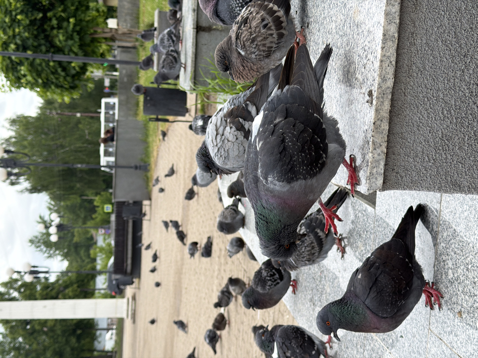 The image depicts a group of pigeons in a public space, likely in Chaikovsky, Russia. The pigeons are of varying shades of grey and black, some with iridescent green necks. They are congregated on and near a concrete or stone structure, potentially a ledge or low wall. The ground surface appears to be a combination of paving stones and sandy areas. In the background are trees, street lamps, benches, and other elements characteristic of a city park or plaza. Some individuals appear in the background as well.
