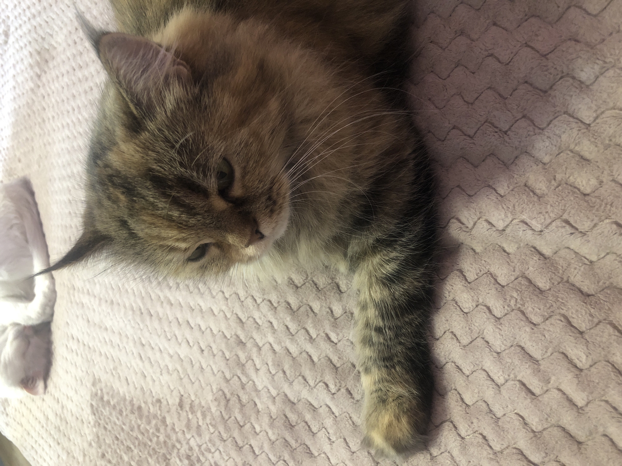 A fluffy tortoiseshell cat lies on a textured, light pink blanket. The cat's fur is a mix of brown, black, and hints of orange. Its left paw is extended forward, resting on the blanket. In the background, a white cat is sleeping, curled up on the same blanket. The scene appears to be indoors, possibly on a bed or sofa.