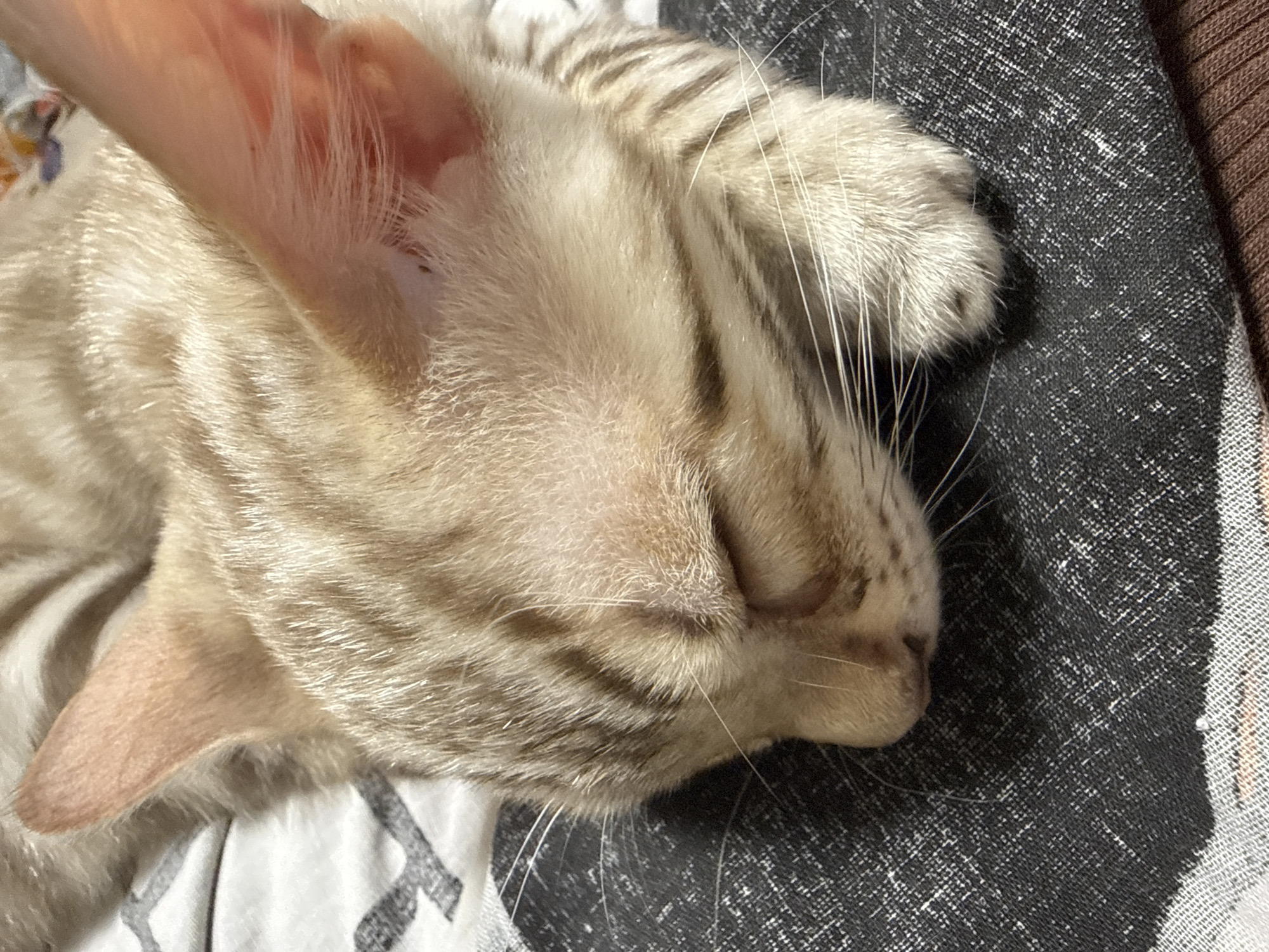 The image shows a close-up of a light brown tabby cat sleeping on a patterned fabric surface. The cat's eyes are closed, and its head is resting on its paws. The fur is short and shows distinct tabby markings. The background fabric is dark with a lighter, speckled pattern. The lighting suggests an indoor environment. The location is not specified in the image.