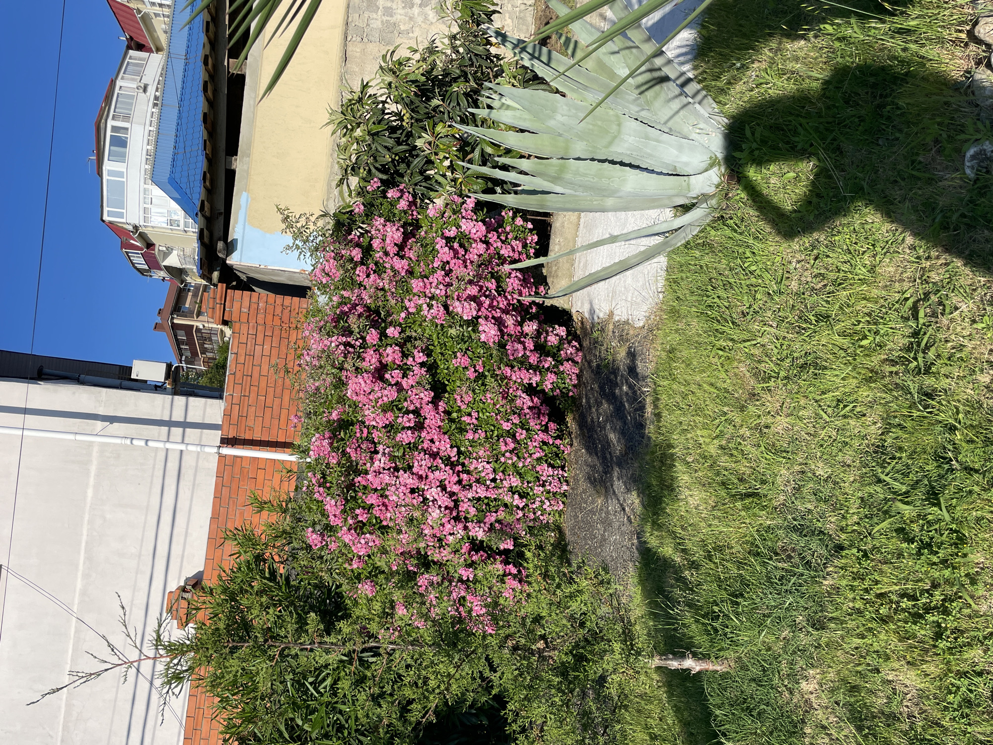This image depicts an outdoor residential or garden scene within the city of Sochi, Russia, under bright daylight conditions.
In the foreground, an area of mostly green, slightly overgrown grass covers the lower half of the frame. A human shadow, consistent with an individual holding a camera or phone, is cast onto the grass and the base of a large, light-green agave plant positioned on the right side. To the left, a small, slender tree trunk is visible within the grass. A light-colored concrete or paved pathway runs across the mid-ground, separating the grass from denser vegetation.
The mid-ground features a dense bush covered in numerous small, vibrant pink flowers, dominating the center of the frame. To its left, a variety of green shrubs and a taller, slender coniferous tree rise above a red brick wall. This brick wall extends horizontally across the left-to-center mid-ground. Behind the pink flowering bush on the right, another bush with dark green leaves and small, light-colored fruits (consistent with loquat) is visible. A weathered wall, partially painted yellow with a patch of light blue, stands behind these plants.
In the background, multiple buildings are visible against a clear, deep blue sky. On the far left, a light-colored, multi-story building with a white downspout and an external air conditioning unit is seen behind the brick wall. To the right, further back, several residential structures feature red-tiled roofs and white facades; one prominent building has multiple windows and balconies, including a distinctive rounded upper section. A lower structure with a bright blue corrugated metal roof is visible below the higher buildings on the right. Overhead wires are discernible against the sky and the white building on the left. Shadows from overhead wires and architectural features are cast distinctly on the white building, indicating strong sunlight.