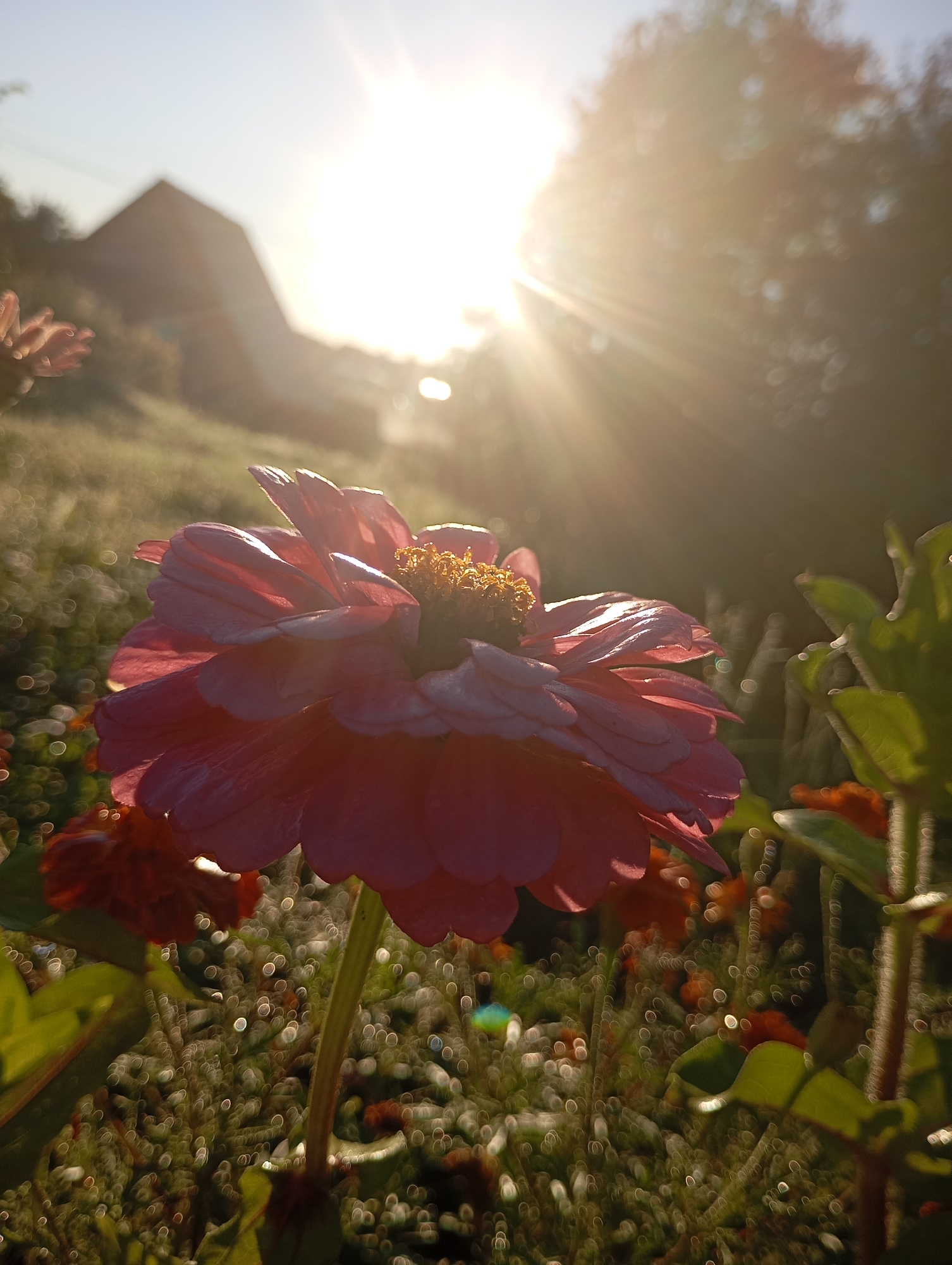 A close-up, low-angle shot captures a pink zinnia flower in the foreground, its delicate petals illuminated by the setting sun. The flower is in sharp focus, while the background is blurred, creating a bokeh effect. In the distance, a hazy silhouette of a building, possibly a barn or a small house, is visible against the bright sky. Sunlight streams through the trees, casting long rays and creating a warm, ethereal glow. The scene appears to be an outdoor garden or meadow, with other flowers and greenery softly rendered in the background. The overall impression is one of peaceful, natural beauty at sunset. The location is confirmed as Фоки, Russia.