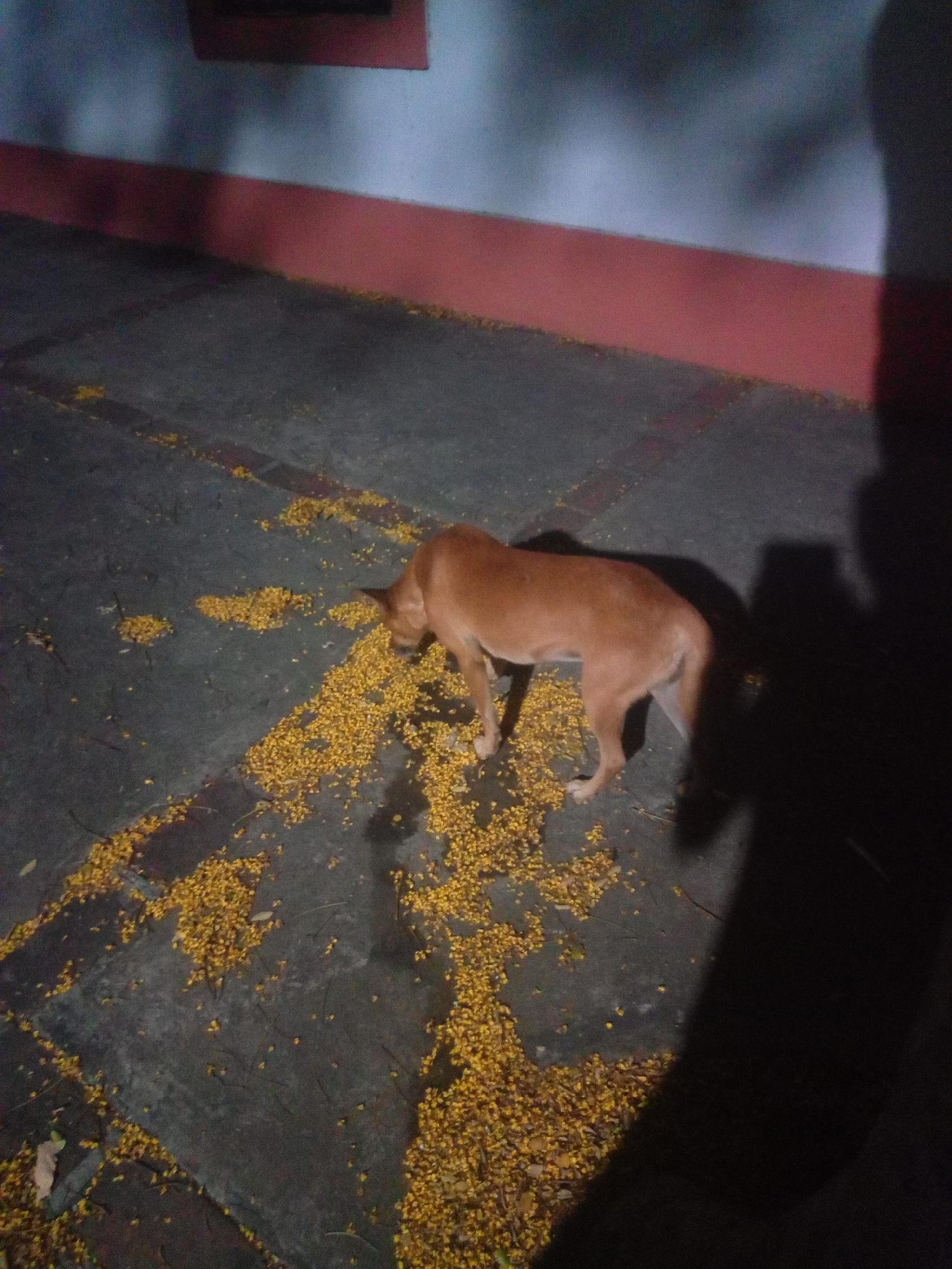 A tan dog is eating from a pile of yellow seeds or flowers scattered on a paved ground, possibly in a courtyard or pathway. The ground is dark and appears wet in places. In the background, there is a wall with a reddish-pink base and a lighter upper section, with a dark rectangular object visible on the upper portion of the wall. A large shadow of a person is cast on the right side of the image. The lighting suggests it is nighttime or a dimly lit area. The location is identified as Santa Ana, Venezuela.