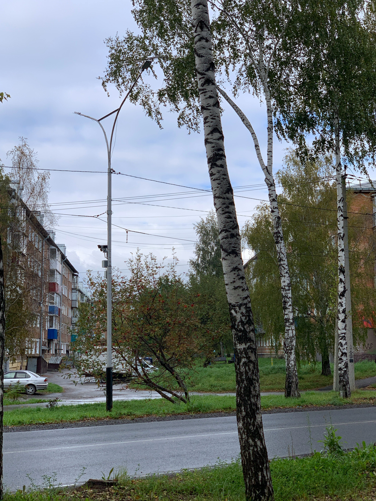 This is a full, eye-level, outdoor, medium shot of a street scene in Prokopyevsk, Russia, on an overcast day. In the foreground, a wet asphalt road is visible, with a small patch of grass and fallen leaves on the right. The middle ground features several mature birch trees with black and white bark, some of which are partially obscuring the view of the background. To the left of the road, a light-colored car is parked on a wet, paved surface in front of a multi-story brick apartment building with several balconies and windows. Behind the trees and the car, another brick building is visible. In the background, more trees and a cloudy sky can be seen. A street lamp with a bent pole and two lights is also present in the scene. There are no people visible in the image.