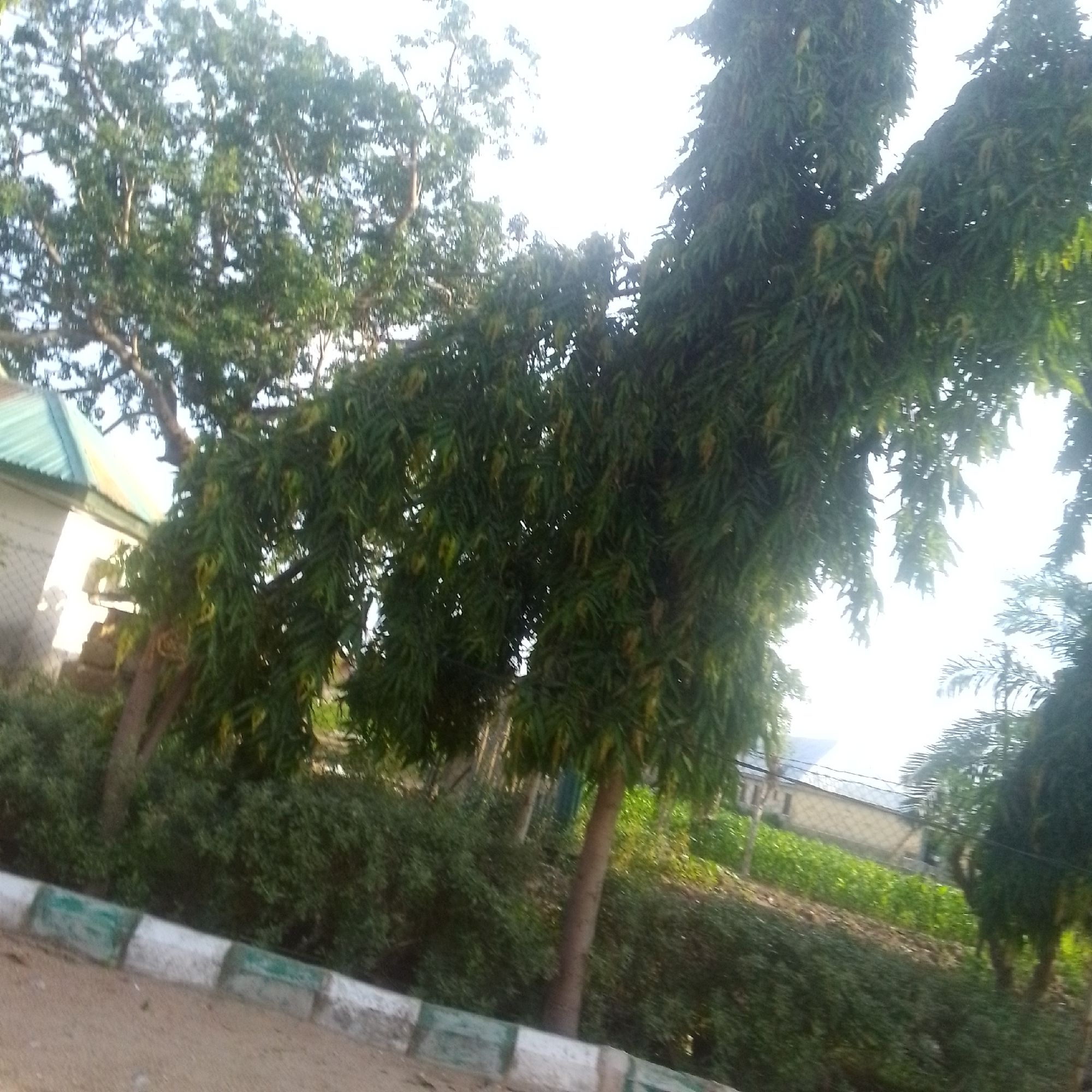 The image depicts an outdoor scene in Jalingo, Nigeria. In the foreground, a paved path is bordered by a curb with alternating white and green rectangular blocks. Beyond the curb, dense green bushes form a line along the path. Dominating the midground and background are several large trees with lush green foliage. One tree, in particular, stands out with its long, drooping branches covered in narrow, pointed leaves, some of which appear to have a yellowish hue. The overall impression of the foliage suggests a tropical or subtropical environment.
In the background, a building with a green, corrugated metal roof is partially visible behind the trees and bushes. The building appears to be a simple structure, possibly a house or a small administrative building, with at least one window visible. A chain-link fence separates the building from the foreground area. Beyond the building, a field of green crops or vegetation can be seen, indicating agricultural activity or a garden.
The lighting in the image suggests it was taken during the daytime. The sky is bright, and some areas of the foliage are illuminated by sunlight, while others are in shadow, creating a dappled effect. There is no indication of specific weather conditions, but the bright sky hints at a clear day. No people are visible in the frame. The scene appears to be a residential or communal area, possibly a park or a yard, given the presence of the building, trees, and cultivated land. The image does not contain any visible text.