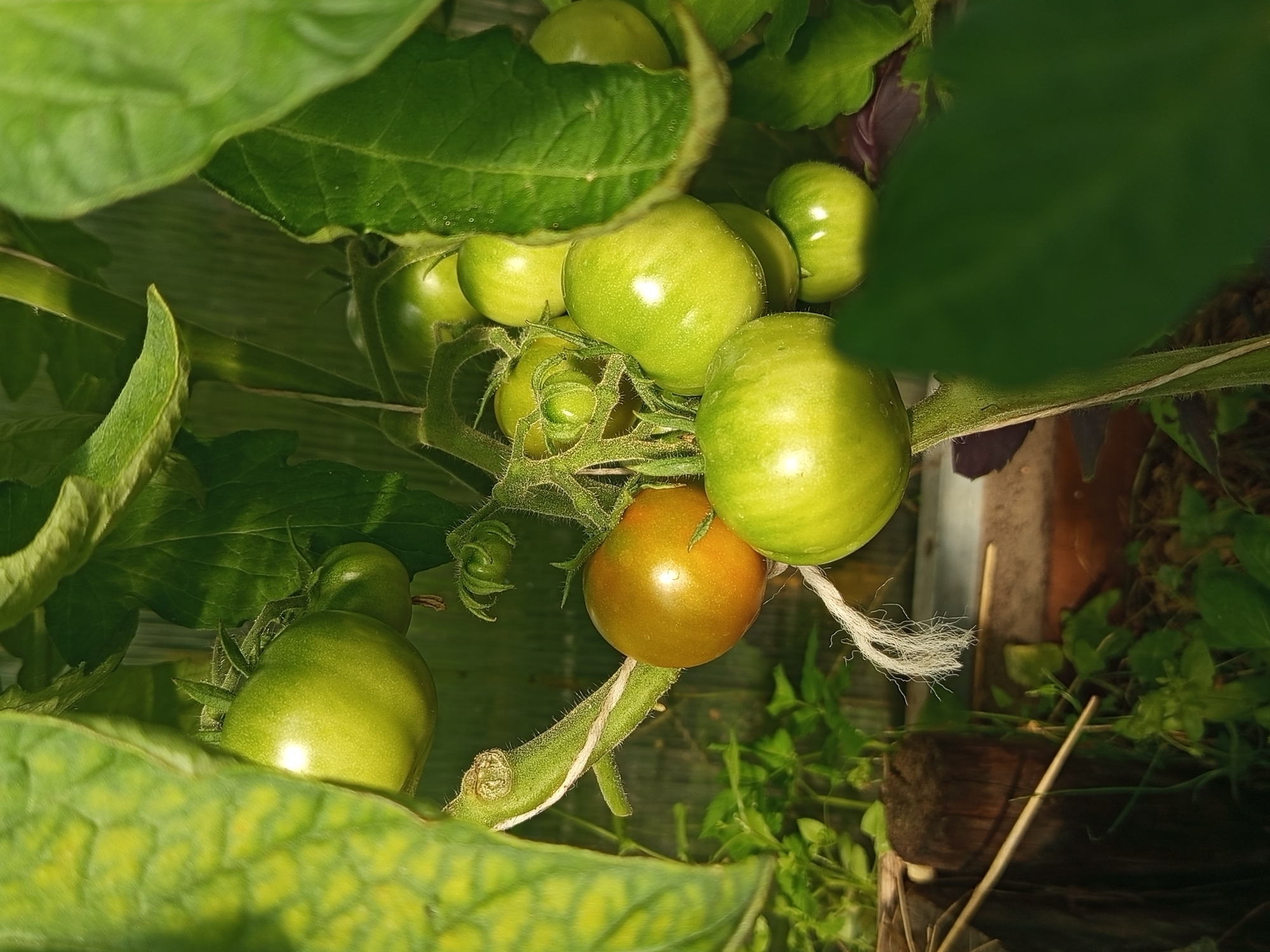 This media file shows a close-up, low-angle shot of a tomato plant with several unripe green tomatoes and one partially ripe, brownish-orange tomato. The tomatoes are clustered on the vine, surrounded by lush green leaves. Some leaves are in sharp focus, showcasing their textured surfaces, while others are blurred, creating a sense of depth. The setting appears to be a garden or greenhouse, with hints of a wooden structure and other greenery in the background, suggesting an outdoor or semi-outdoor environment. The lighting suggests daytime, with sunlight highlighting the smooth surfaces of the tomatoes and the veins on the leaves. The overall impression is one of growth and nature. There is no visible text in the image.