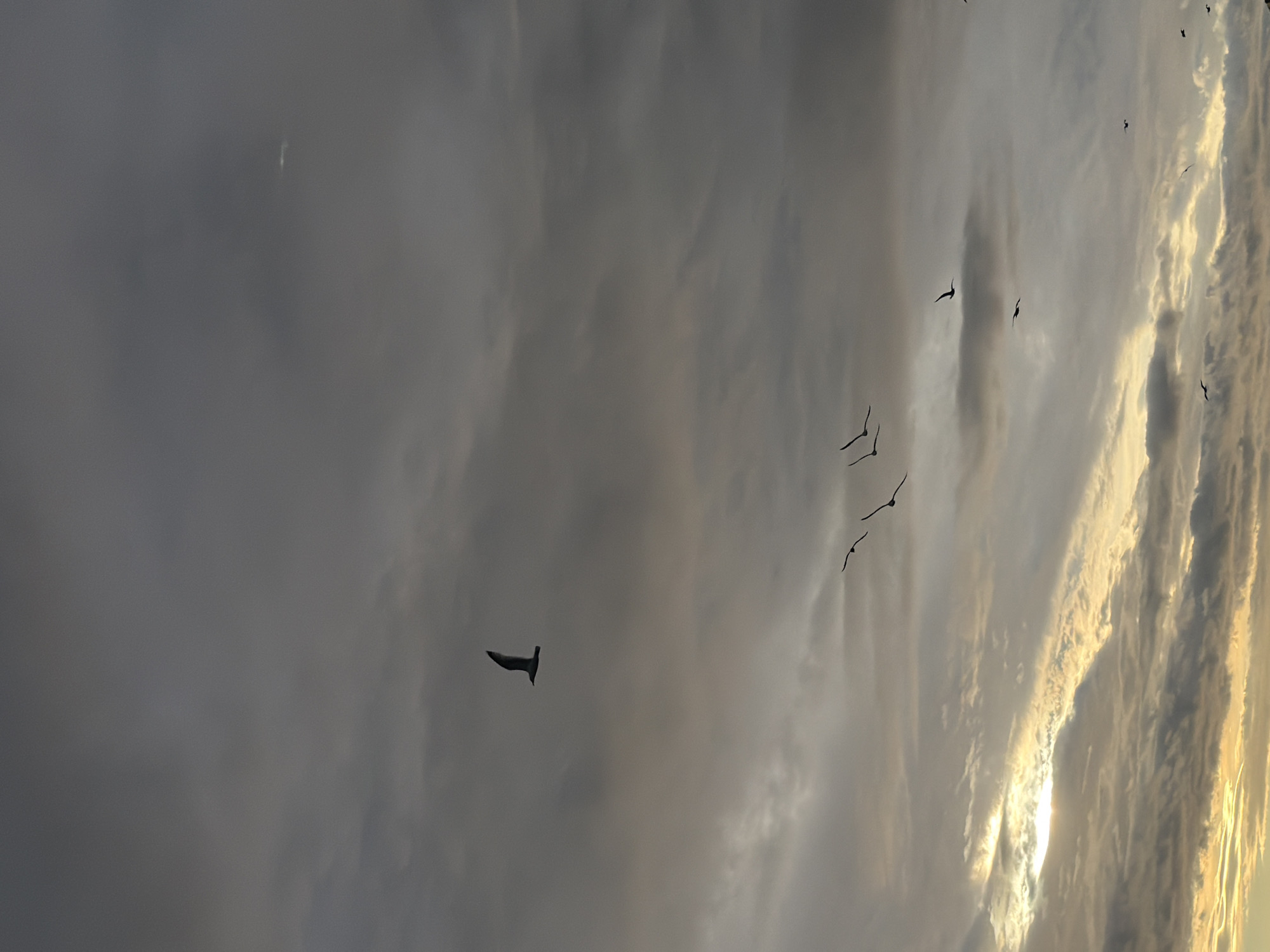 The image depicts a cloudy sky with several birds in silhouette. The sun is partially visible through a break in the clouds on the left side of the frame, casting a warm, yellow light. The clouds are varied in texture and color, ranging from dark gray to lighter shades of gray and white. There are at least seven birds visible, scattered across the sky, all appearing to be in flight. One bird is positioned prominently in the upper left quadrant of the image. The overall atmosphere is one of calm and natural beauty. There are no indications of people, buildings, or specific landmarks that would pinpoint a location within Viimsi, Estonia.
