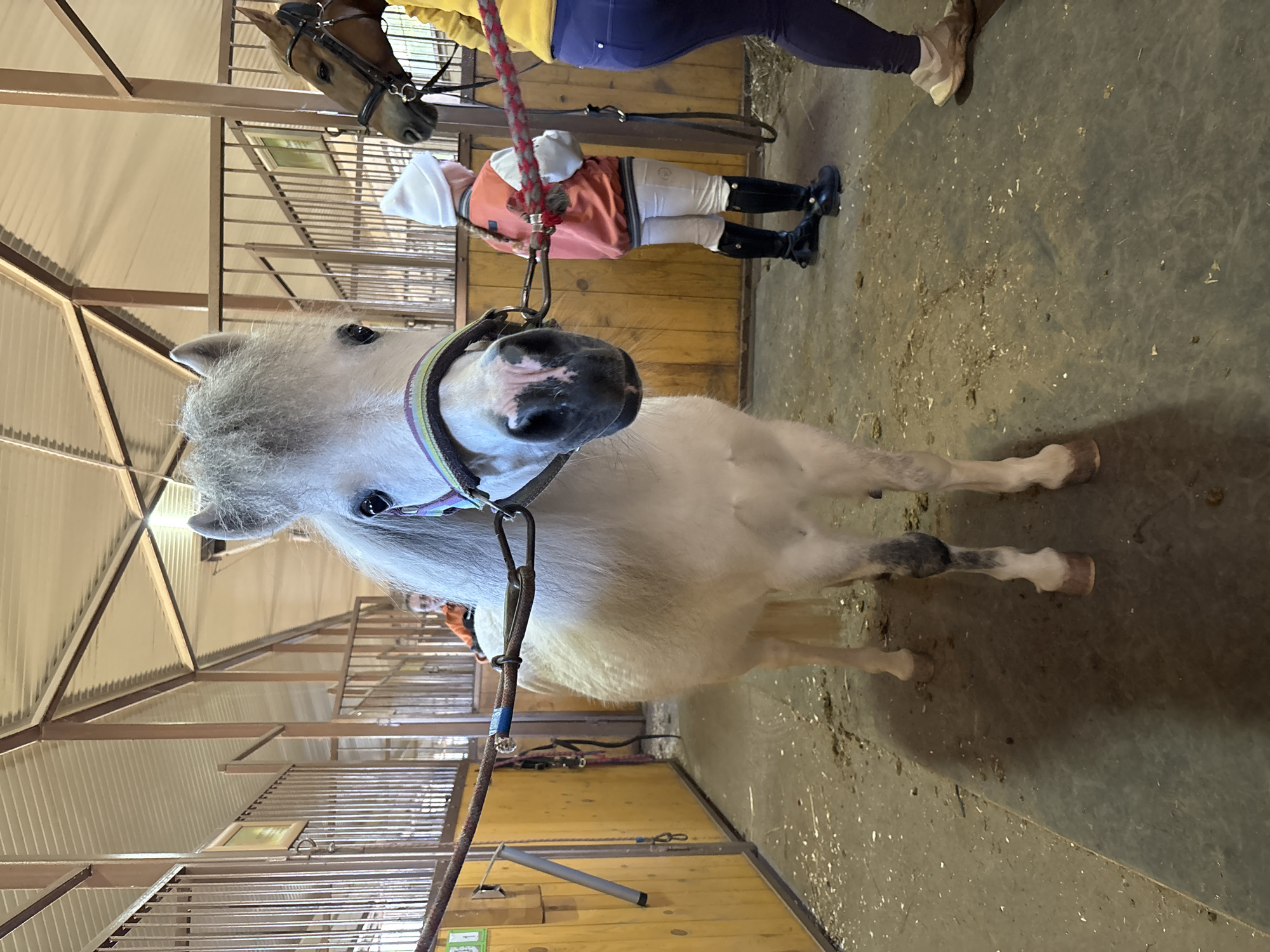 A white miniature horse wearing a bridle stands in a stable in Русский Вожой, Russia. A child in riding clothes and a pink jacket is behind the horse, holding its lead rope. The stable has wooden walls and metal bars on the stalls. Another horse is visible in the background.