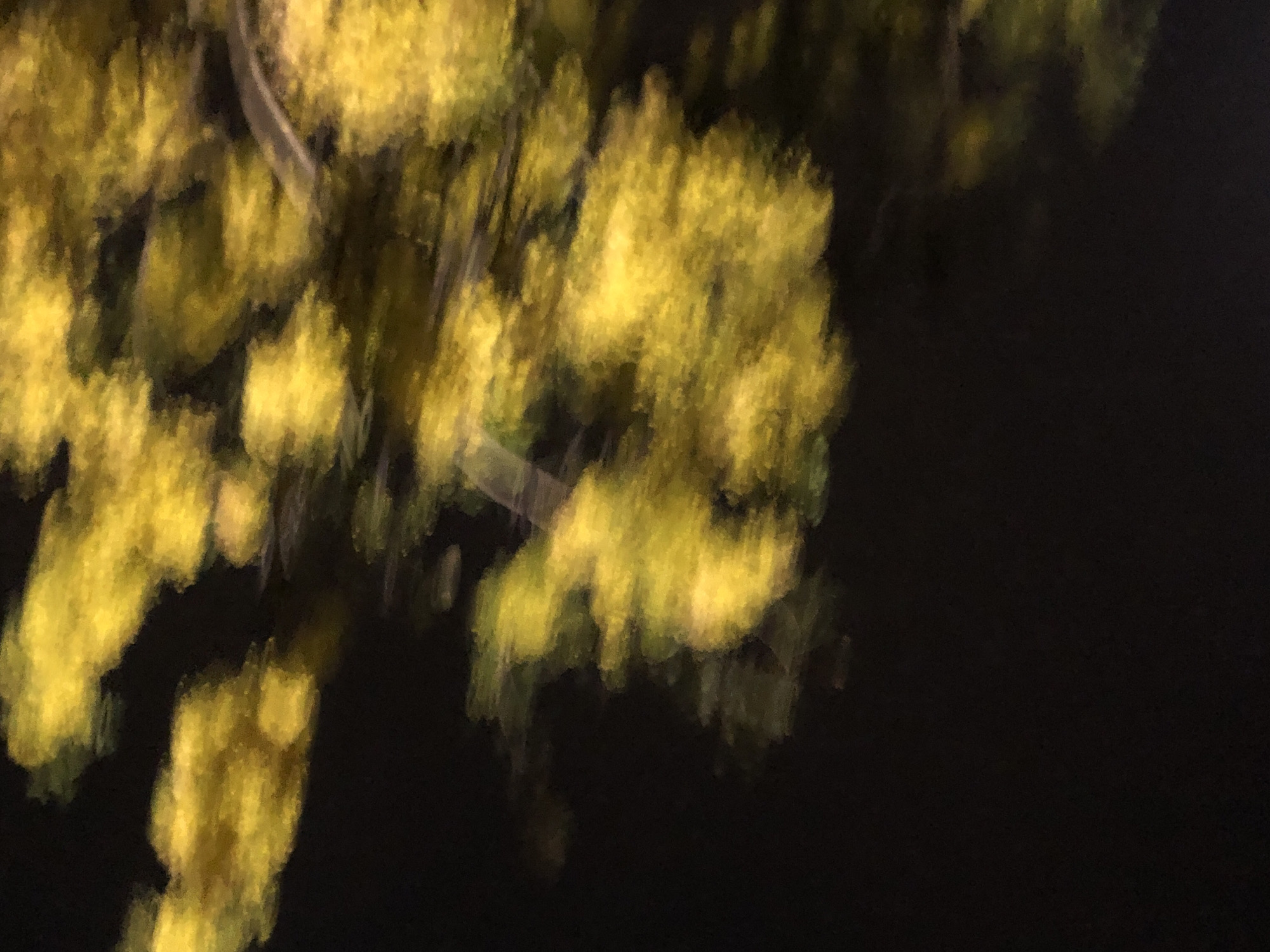 The image displays an abstract and highly blurred composition of bright yellow shapes set against a deep, dark background. These vibrant yellow forms appear to be illuminated foliage, possibly leaves or blossoms of a tree or bush, glowing softly in the darkness. The significant blurring suggests either motion of the subject, such as branches swaying in the wind, or a long-exposure photograph, resulting in an ethereal, painterly effect.
The dark background strongly indicates that the photograph was captured at night, with the yellow elements being the sole source of prominent light. No distinct figures, man-made objects, or architectural features are discernible within the frame. There is no visible text. The image focuses on the interplay of light and shadow, creating a dynamic visual of organic forms suspended in the dark. While the exact species of plant cannot be identified due to the blur, the bright yellow hue could suggest a flowering tree or shrub, potentially found in a tropical environment like Đà Nẵng, Vietnam, though the image itself contains no specific geographical markers.