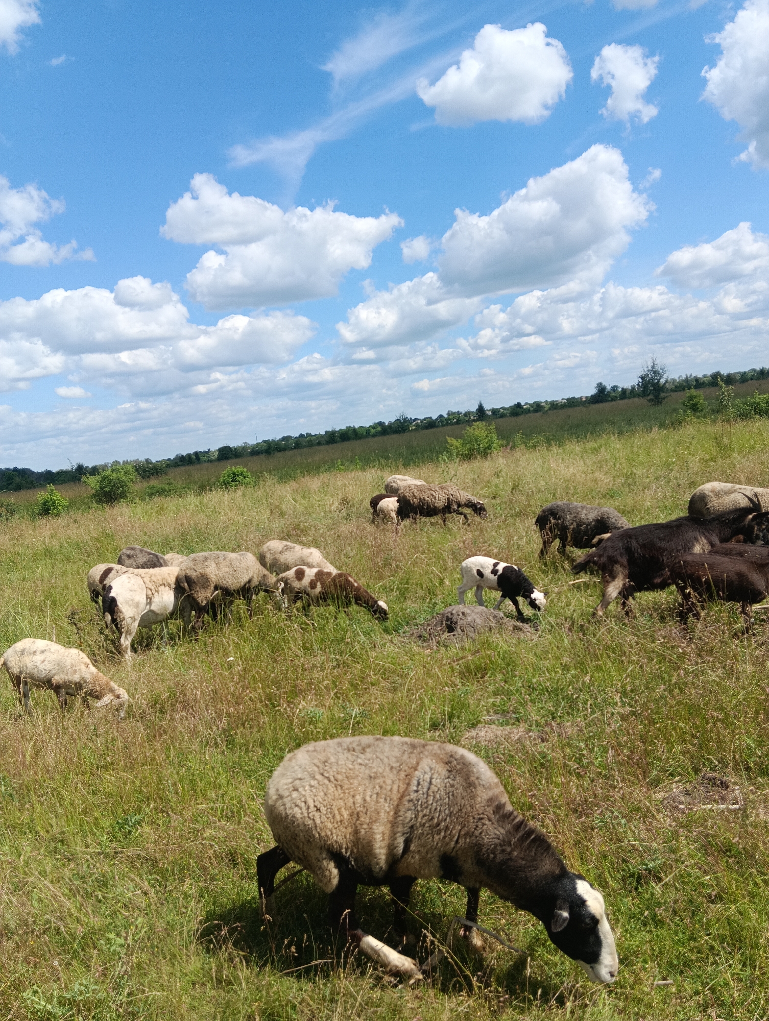 An outdoor, eye-level, medium shot captures a flock of sheep grazing in a sunlit, grassy field under a partly cloudy sky. The sheep are scattered across the frame, some in the foreground, others in the mid-ground, and a few in the background. They are in various poses, with most actively eating grass. The field is lush with green and brown vegetation, with some dried grass interspersed. In the distance, a line of trees forms the horizon, and beyond that, a hint of structures suggests a rural or suburban edge. The sky is a bright blue, dotted with fluffy white clouds. The image composition is focused on the sheep and their environment, with no discernible human presence or interaction beyond that of the animals with each other and their surroundings.