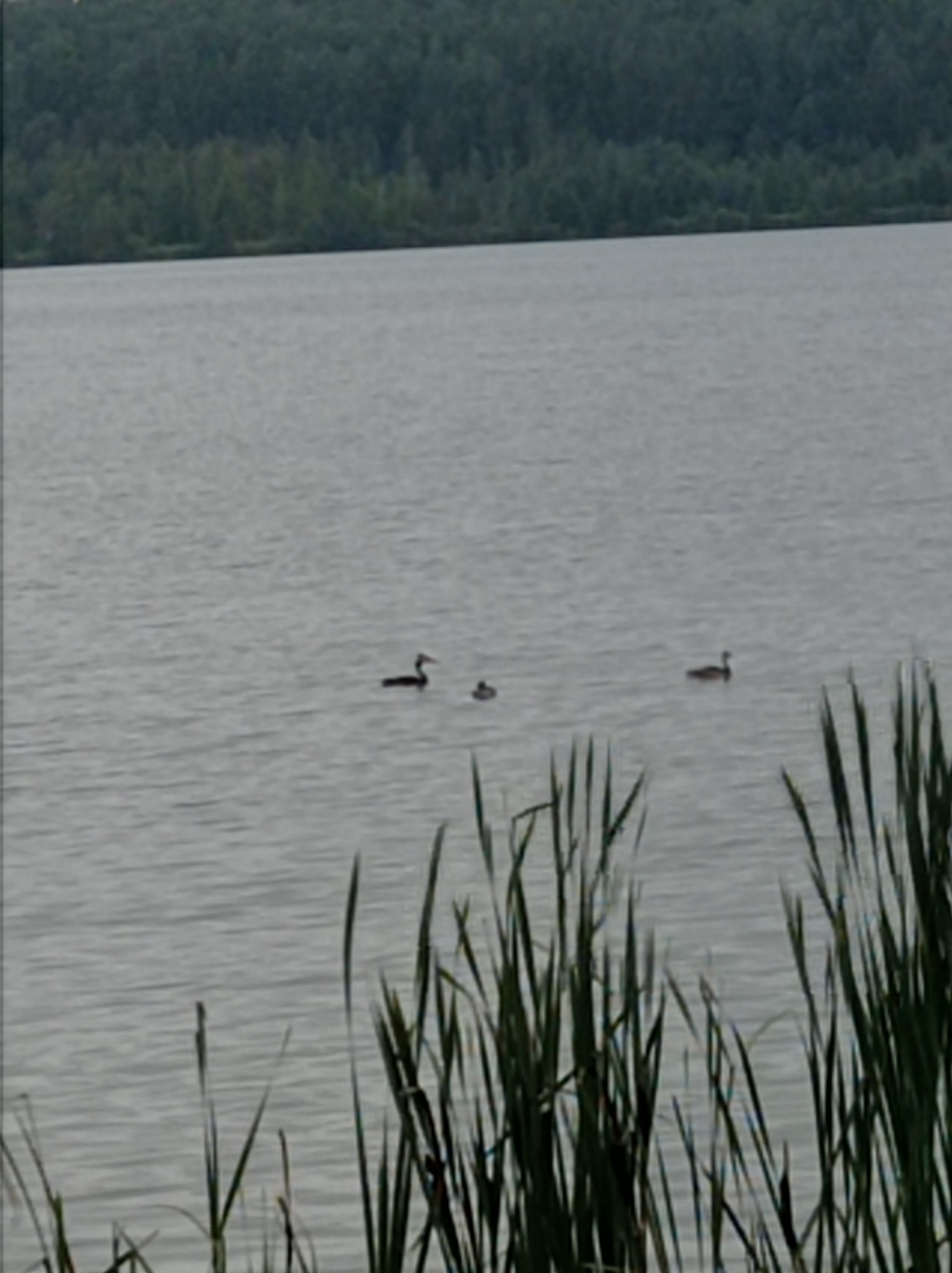 This image shows a body of water, likely a lake, with a dense forest in the background. Three waterfowl are visible on the water: one on the left with its neck extended, appearing to be diving or just surfacing; another slightly to the right and further back, also with its neck extended; and a third to the far right, appearing to be a duck. Tall grass or reeds are in the foreground, partially obscuring the view of the water. The overall scene suggests a natural, possibly rural or undeveloped area. The image is a photograph taken from a distance, resulting in a somewhat low-resolution and grainy quality. There are no people or man-made structures directly visible in the image that would indicate a specific location within the city of Degtyarsk, Russia, beyond the general suggestion of a natural environment.