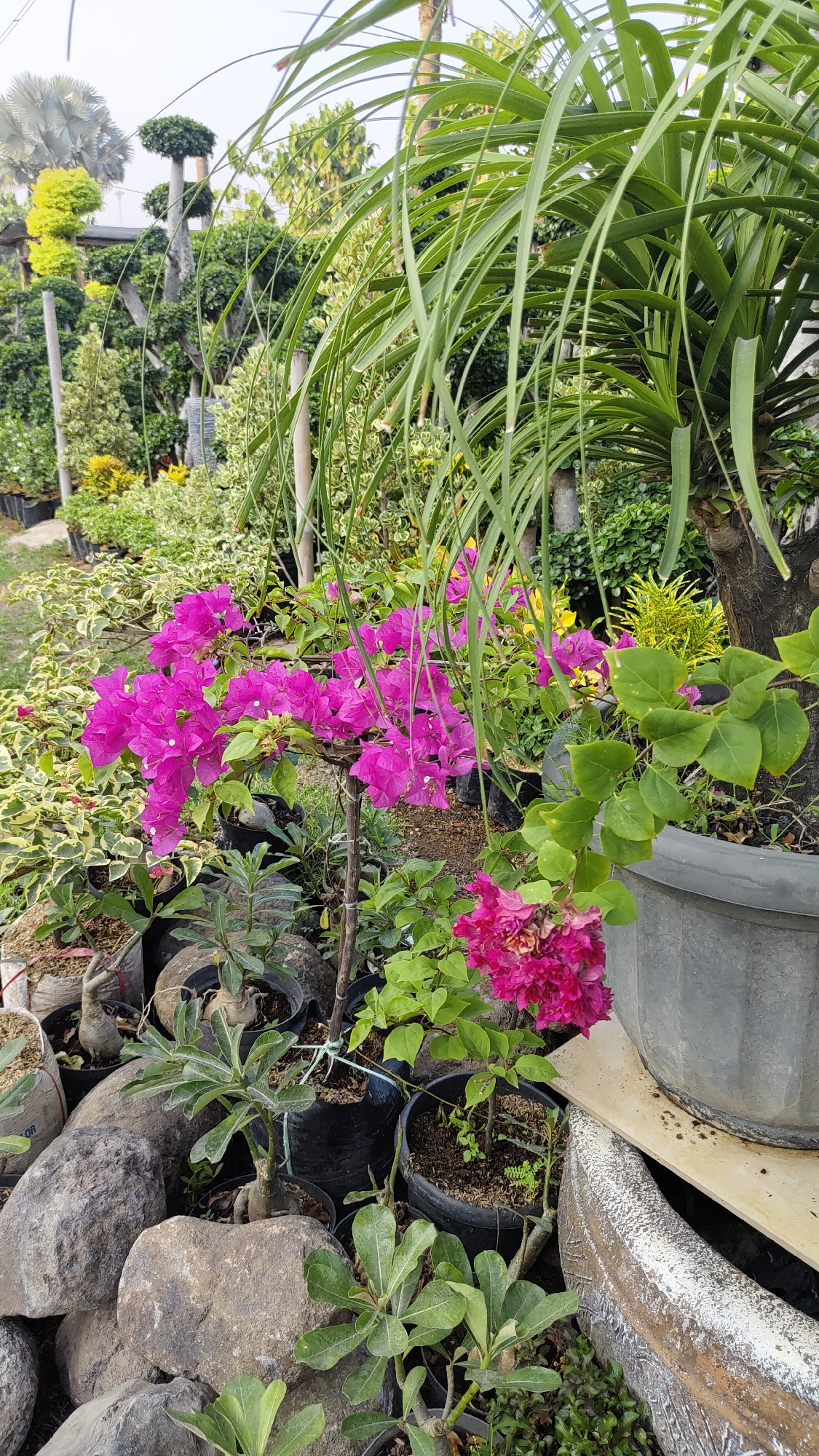 This is a photograph taken in a plant nursery located in the city of Bekasi, Indonesia. The scene is dominated by a variety of plants, including vibrant pink bougainvillea flowers in the foreground, interspersed with leafy green plants and ornamental trees. The plants are arranged in pots of various sizes, some made of plastic and others of a rough, textured material. Several large, gray rocks are strategically placed among the potted plants, adding a natural element to the display. In the background, more plants are visible, including what appear to be carefully pruned topiaries and a palm-like tree. The overall impression is that of a well-stocked garden center, likely set outdoors, possibly in a sunny location given the bright lighting on the foliage. There are no people visible in the frame.