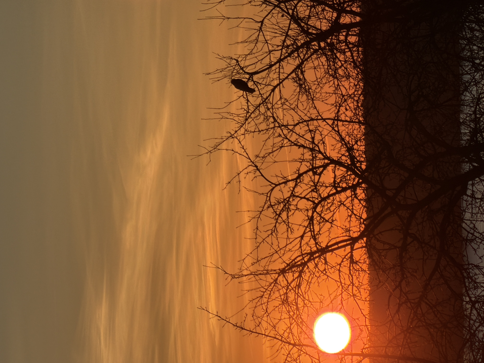 The image is an outdoor shot of the sun setting in Chaikovsky, Russia. A silhouette of a tree is in the foreground and a bird is perched on a branch. The sky is a gradient of orange to gray. The sun is a bright white orb in the lower right.