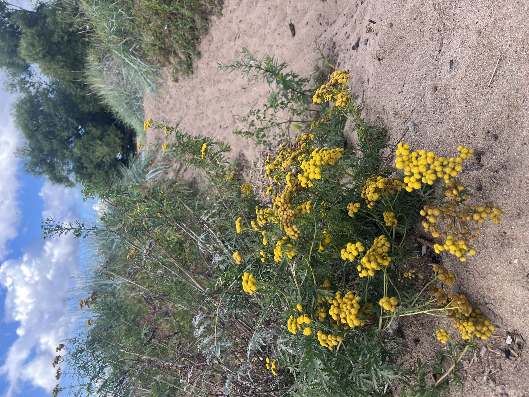 The image depicts a sandy path winding through coastal vegetation, likely a park or nature reserve, under a partly cloudy sky. The path is composed of light brown sand with some scattered debris. On the left side of the path, a cluster of bright yellow flowers with small, button-like blooms grows abundantly amidst green, feathery foliage. To the right of the path, taller grasses and shrubs create a natural, untamed border, with the foliage becoming denser and greener in the background. In the distance, a line of mature green trees forms a backdrop. The overall impression is one of a natural, outdoor setting with a focus on the vibrant wildflowers.
This specific location is likely the Komarovo coast in the Kurortny District of Saint Petersburg, Russia. This area is known for its sandy beaches, coastal dunes, and pine forests, which are characteristic of the Leningrad Oblast's Baltic coast. The presence of coastal vegetation and sandy paths is consistent with the landscape found in Komarovo, a popular recreational area for residents of Saint Petersburg.