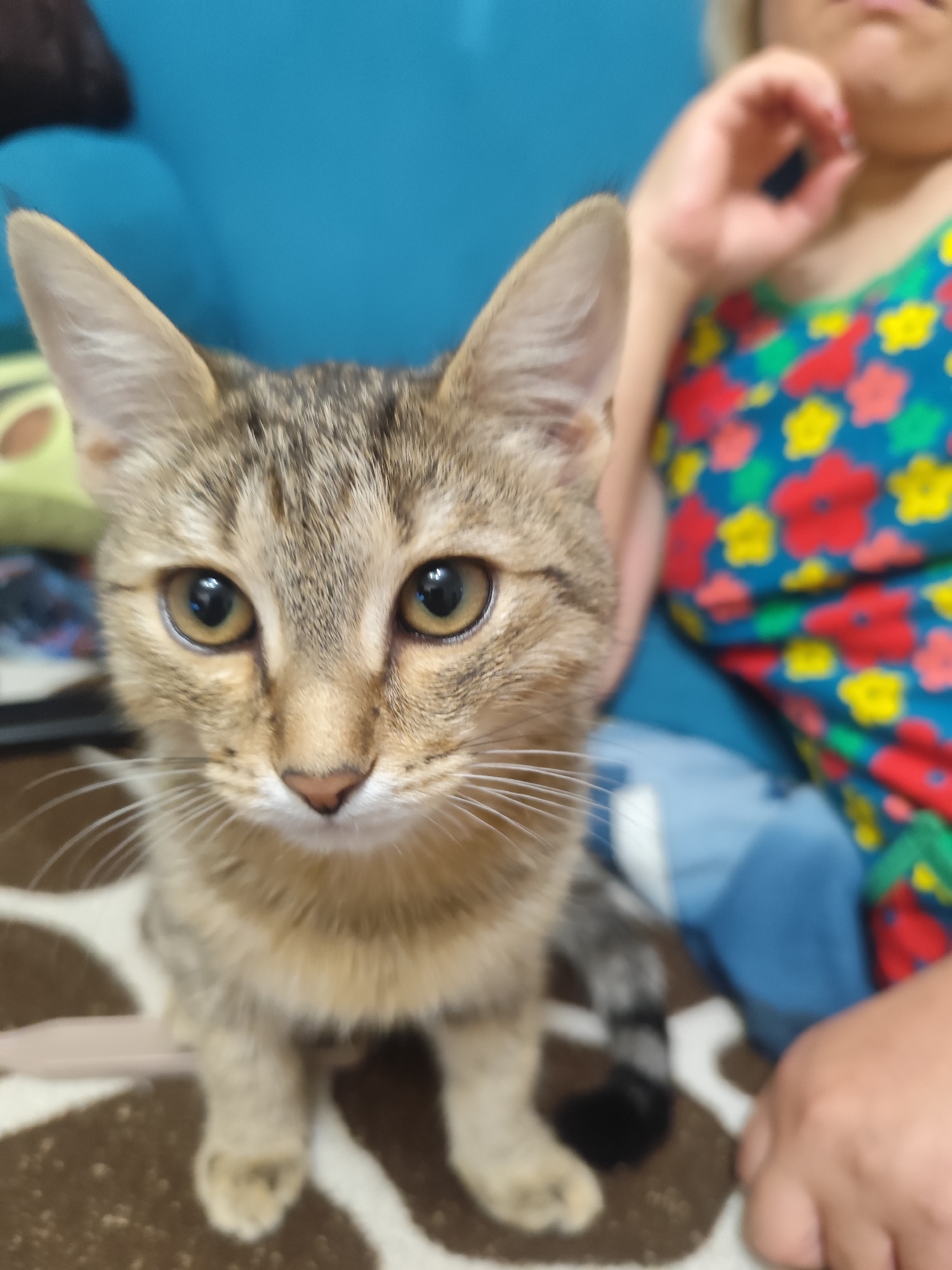 The image shows a tabby cat sitting on a brown and white patterned surface. The cat is looking directly at the camera with large, alert eyes. Behind the cat, a person is visible, wearing a colorful floral-patterned top. The background is a solid blue color, suggesting an indoor setting. The image does not contain information about the city of Terensay, Russia.