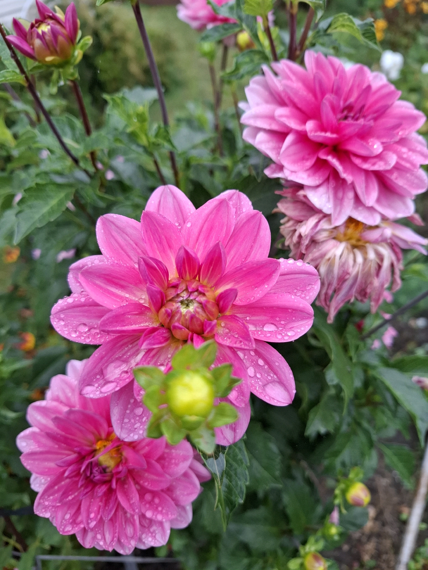 The image displays a close-up view of several pink dahlias, some in full bloom and others as buds, in an outdoor garden setting. The flowers are vibrant, with dew drops visible on their petals, suggesting recent rain or watering. The dahlias are surrounded by lush green foliage. In the background, out-of-focus elements suggest a natural environment, possibly a park or a private garden. There are no people or animals present in the frame. The scene appears to be set in Romantik, Russia.