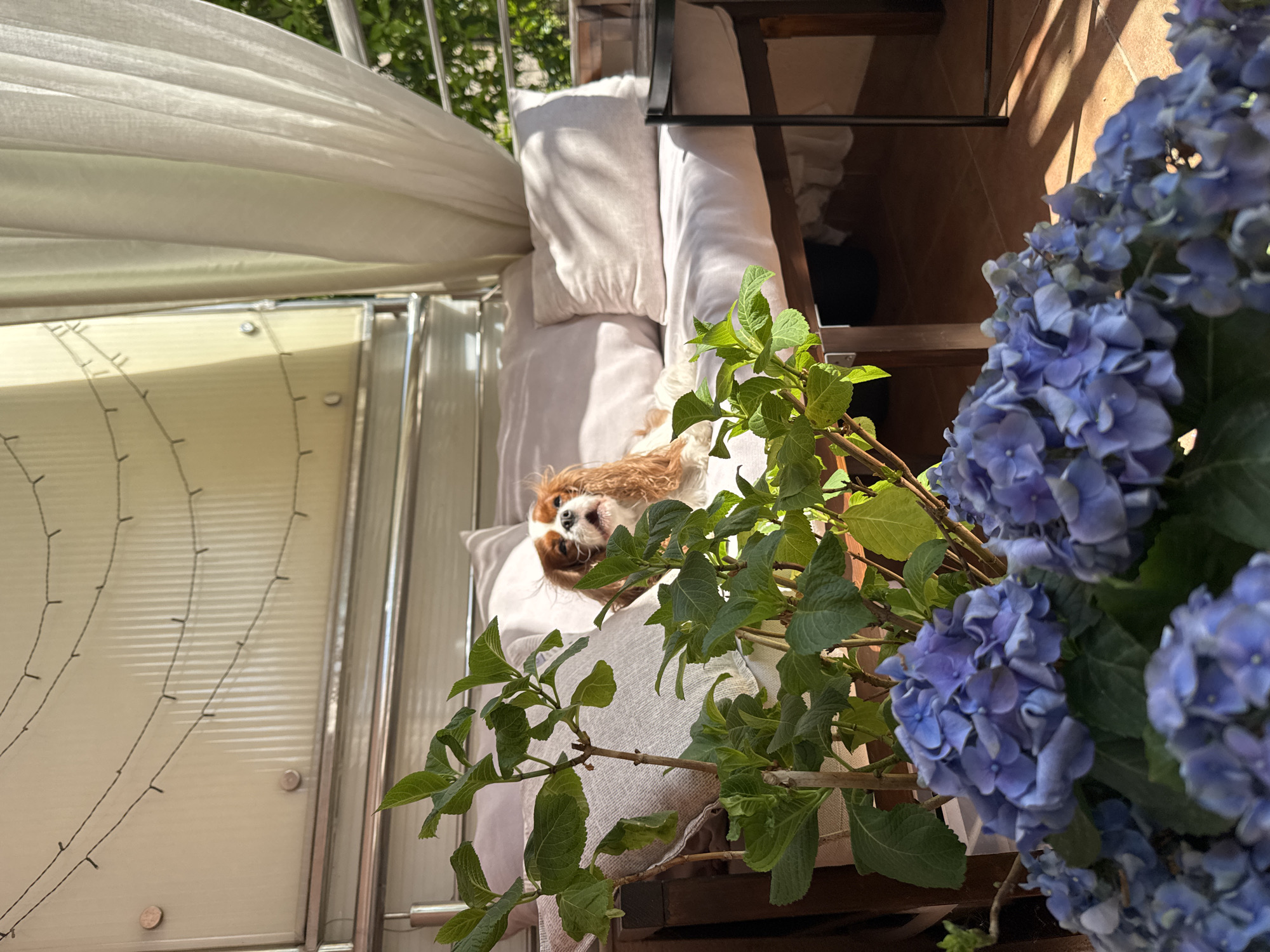 This image presents a tranquil outdoor scene, likely a sun-drenched balcony or terrace in Budva, Montenegro. The central focus is a tan and white Cavalier King Charles Spaniel dog, resting comfortably on a light-colored sofa or cushioned bench. The dog's head is tilted upwards, revealing a peaceful expression.
In the immediate foreground on the right, a large pot of vibrant blue hydrangeas with numerous blossoms and green leaves adds a splash of color and natural beauty to the setting. Strong, direct sunlight illuminates the scene, casting sharp shadows from the hydrangea plant onto a tiled floor, suggesting a bright morning or afternoon.
The sofa where the dog is lying is covered with soft, light-toned cushions and pillows, creating an inviting space. Above the sofa, a translucent white canopy or curtain provides partial shade and privacy. To the left, a light-colored panel, possibly corrugated, forms part of the balcony's wall, adorned with delicate string lights that hint at evening ambiance. Metal railings are also visible, framing the outdoor space. Green foliage from trees can be seen beyond the canopy in the background. The overall impression is one of relaxation and calm, characteristic of a pleasant outdoor living area. No text is visible in the media file.