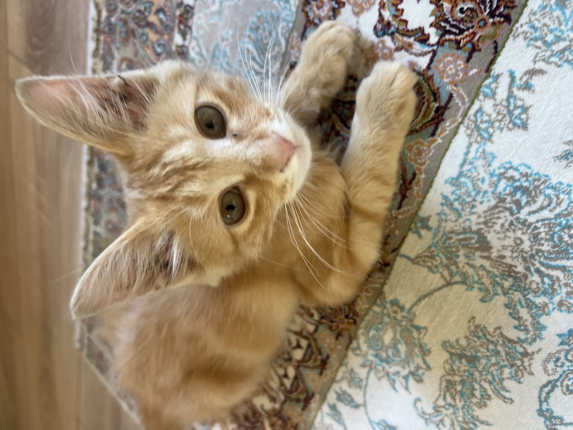 A close-up, eye-level shot shows an orange tabby kitten lying on a patterned rug. The kitten is facing the camera with its paws extended forward. Its fur is a light orange with darker tabby markings on its face, ears, and body. The kitten's eyes are large and brown, and its nose is pink. Its long white whiskers are spread wide. The rug has an intricate pattern with shades of blue, brown, and cream. The background is blurred, but appears to be a wooden floor. The scene is indoors.