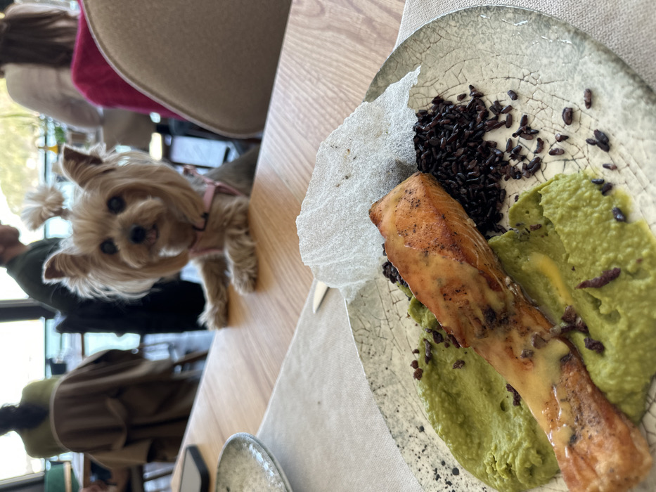 The image presents an indoor restaurant scene in Pancharevo, Bulgaria, featuring a plated meal and a small dog at a table. In the foreground, a textured ceramic plate displays a seared salmon fillet, adorned with a light sauce, resting on a bed of green purée. Alongside the salmon are black rice and scattered dark, granular components. A piece of crumpled white edible paper is positioned as a garnish. On the light wooden table, a Yorkshire Terrier dog with light brown and gray fur, featuring a distinct topknot and wearing a pink harness, is captured standing on its hind legs with its front paws on the table's edge, observing the scene. A dark smartphone is visible on the table to the left. The blurred background reveals other restaurant patrons seated in beige upholstered chairs, and large windows offering a view of a body of water against a backdrop of distant hills.