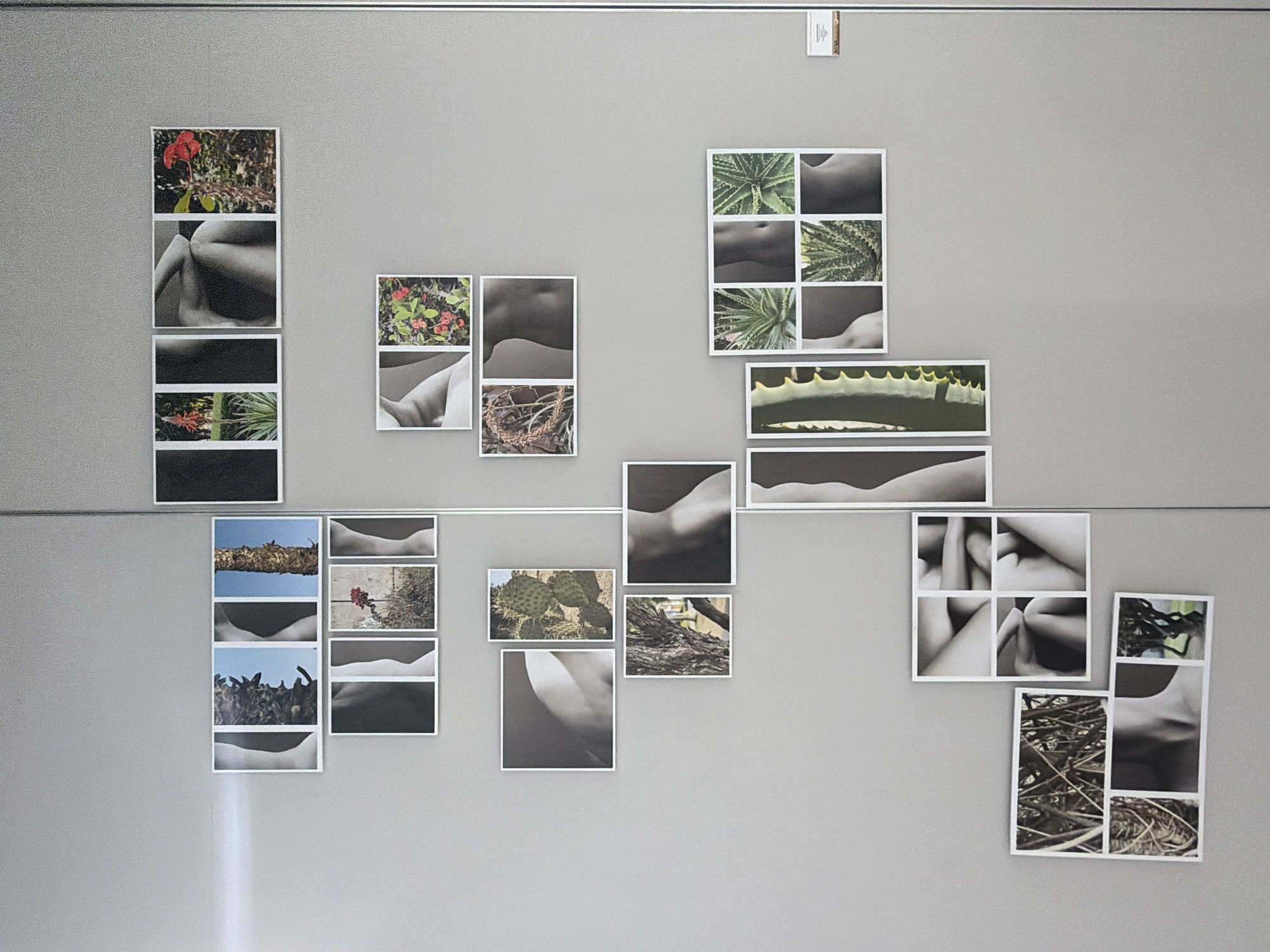 The image shows a gray wall with a series of photographs attached. The photographs are arranged in a grid-like pattern, some overlapping, and each photo features black and white images depicting a combination of nature elements (plants, flowers, branches, etc.) and human body parts. A metal bar runs horizontally across the top of the wall, with a small white sticker attached near the top right corner. Another metal bar runs horizontally across the middle of the wall. There is a faint vertical reflection on the bottom left portion of the wall. The setting appears to be an interior space. Location: Unknown, Unknown.