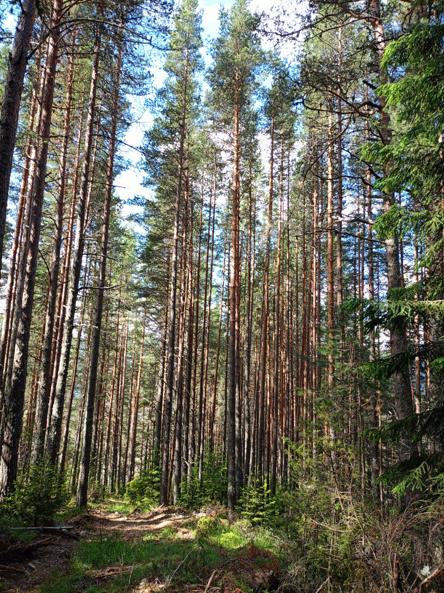 This image depicts a sun-dappled forest scene with tall, slender pine trees dominating the landscape. The trees are densely packed, creating a sense of depth and verticality. Sunlight filters through the canopy, casting shadows on the forest floor, which is covered with grass, fallen branches, and scattered pine needles. A narrow, winding path can be seen leading into the forest, suggesting a natural trail. The overall impression is one of a serene and natural woodland environment. The image was taken in the vicinity of Sarnitsa, Bulgaria.