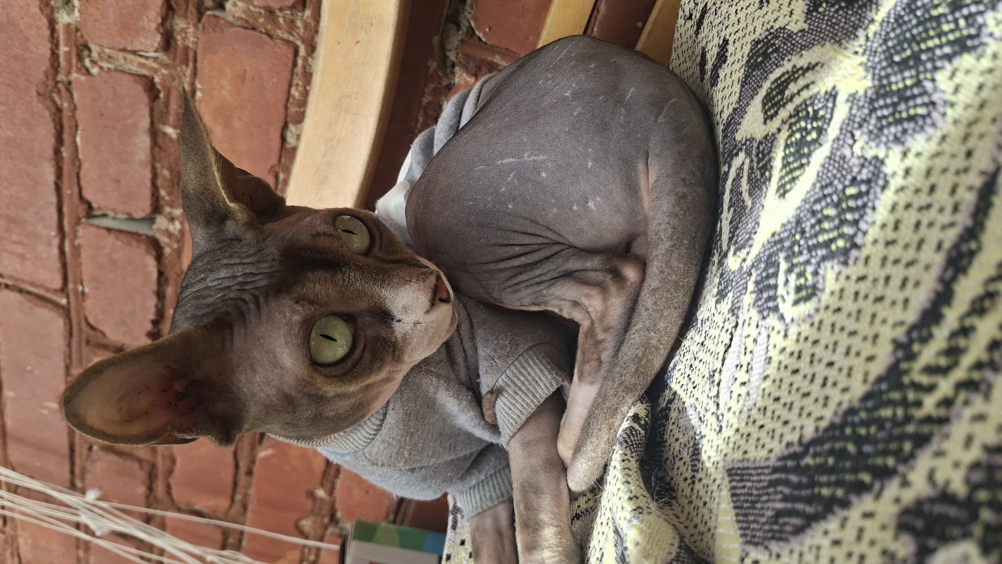 A Sphynx cat, wearing a grey sweater, rests on a patterned blanket in front of a brick wall. The cat's large, green eyes are looking to its right. The cat is curled up, with its tail wrapped around its body. The brick wall is made of red bricks and appears to be an exterior wall. There is a wooden bench in the background.