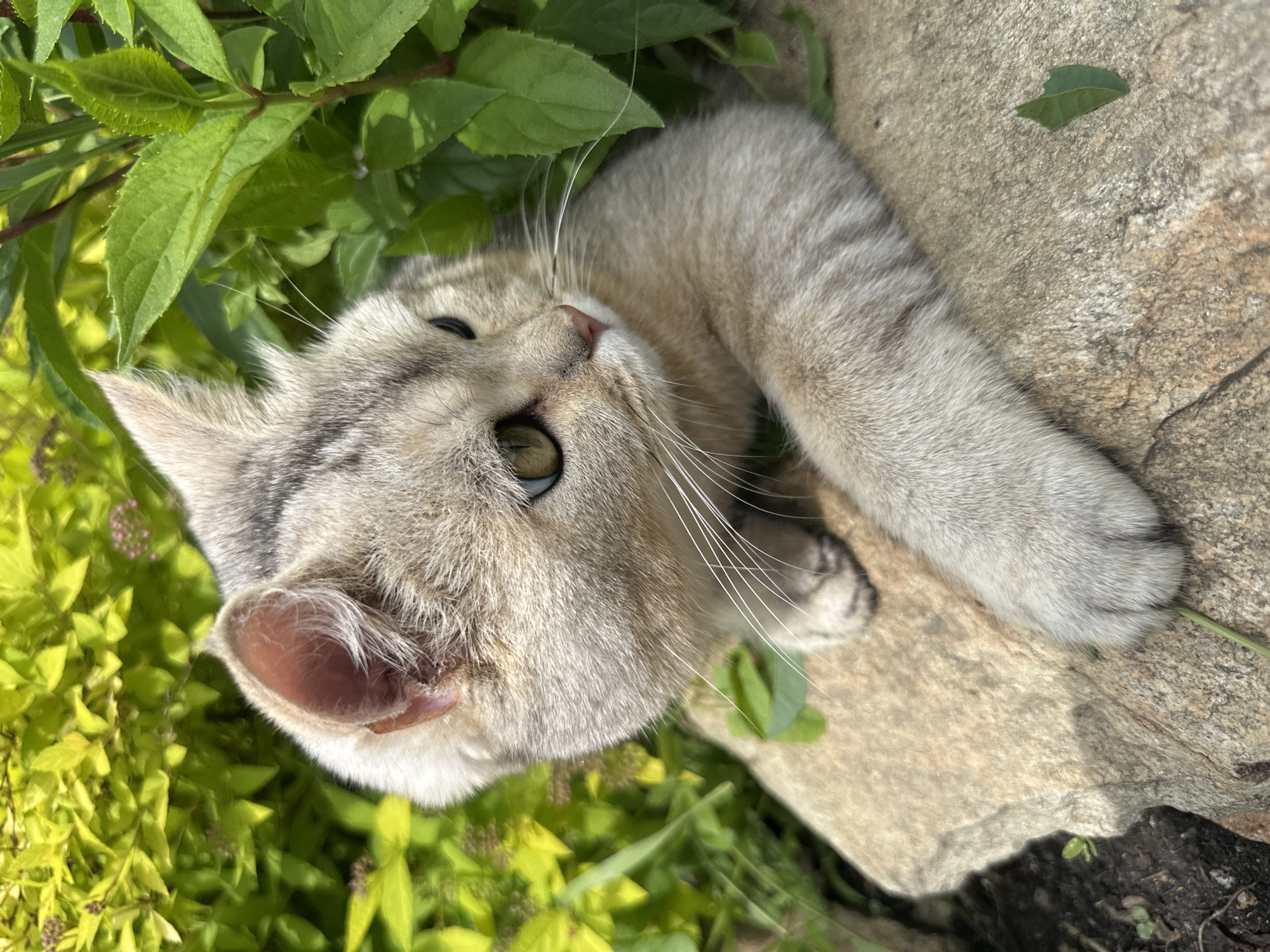 A close-up, eye-level shot captures a light gray tabby cat with piercing green eyes resting on a large, rough, beige rock in an outdoor setting. The cat is positioned in the lower half of the frame, with its head turned to the right, gazing into the distance. Its front paws are extended forward, one resting on the rock and the other partially visible behind its body. The cat's fur is a mix of light gray and subtle darker tabby markings. Behind the cat, a dense backdrop of lush green foliage is visible, with some bright yellow-green leaves in the upper left corner and darker green leaves closer to the cat. The lighting suggests a bright, sunny day, casting shadows on the rock. The environment appears to be a garden or natural outdoor space.