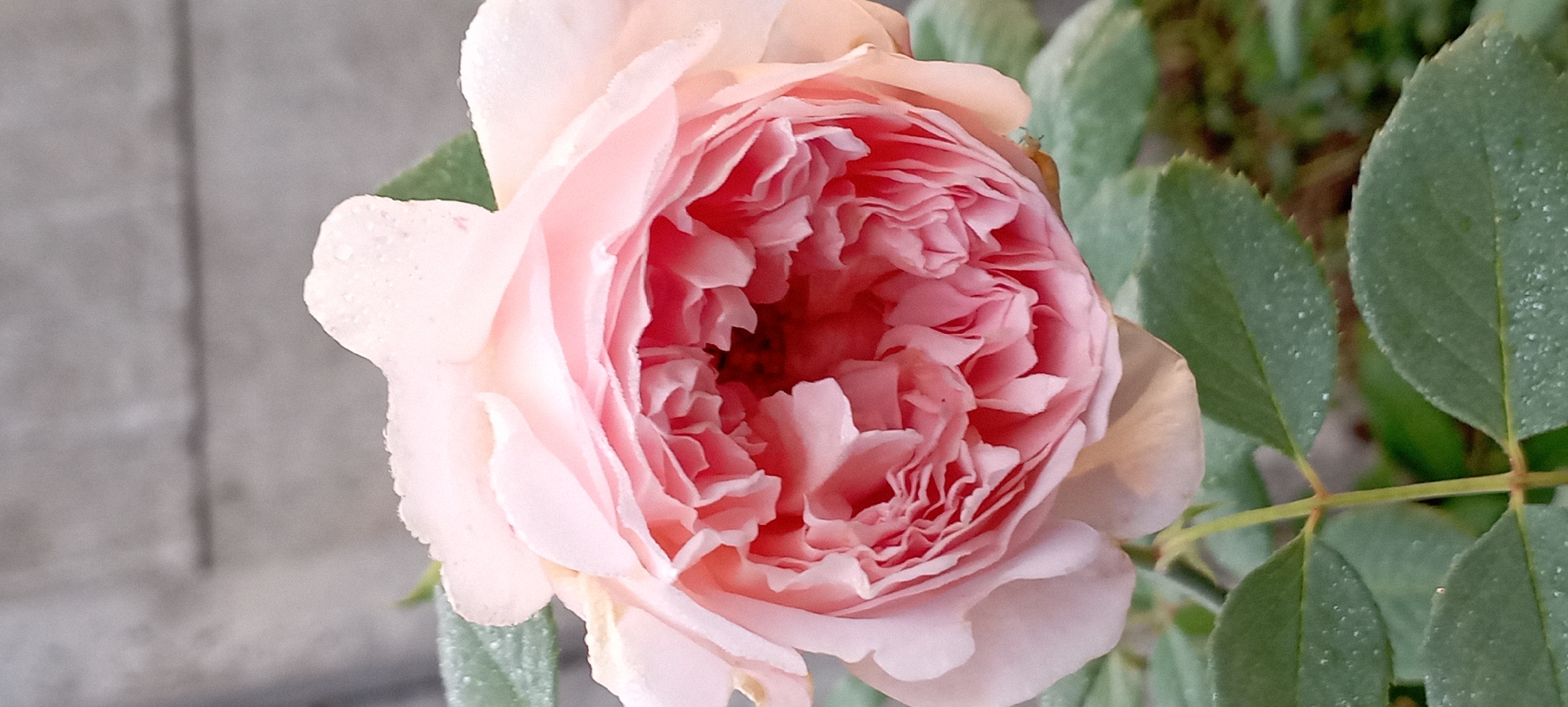 A close-up, vertical, slightly overhead shot captures a pale pink rose in full bloom. The rose's petals are tightly packed and ruffled, revealing a deep pink center. Small water droplets are visible on the petals and the surrounding green leaves. The background is a blurred, grey, textured surface, possibly a wall. The scene appears to be outdoors, with elements suggesting a garden setting in Radisne, Ukraine.