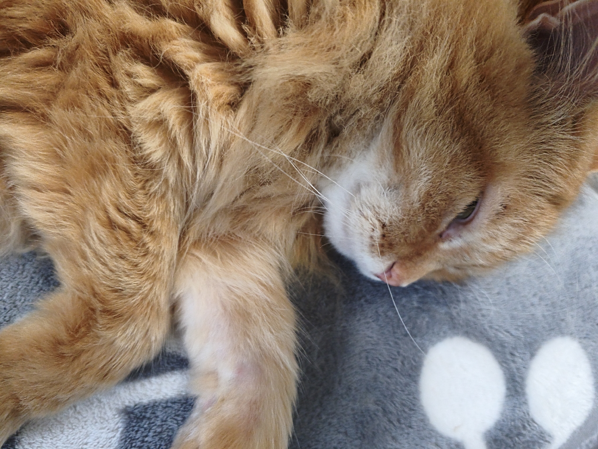This is a close-up, high-angle, outdoor, natural light photograph of a ginger cat resting on a gray blanket with white polka dots. The cat is facing to the right, with its eyes closed and its head resting on the blanket. The cat's fur is long and fluffy, and its paws are tucked underneath its body. The blanket appears to be made of a soft, fuzzy material. There are no people or other animals visible in the image. The background is out of focus, but it appears to be a neutral color. There is no information about the location in Kaluga, Russia, as this is a generic image of a cat.