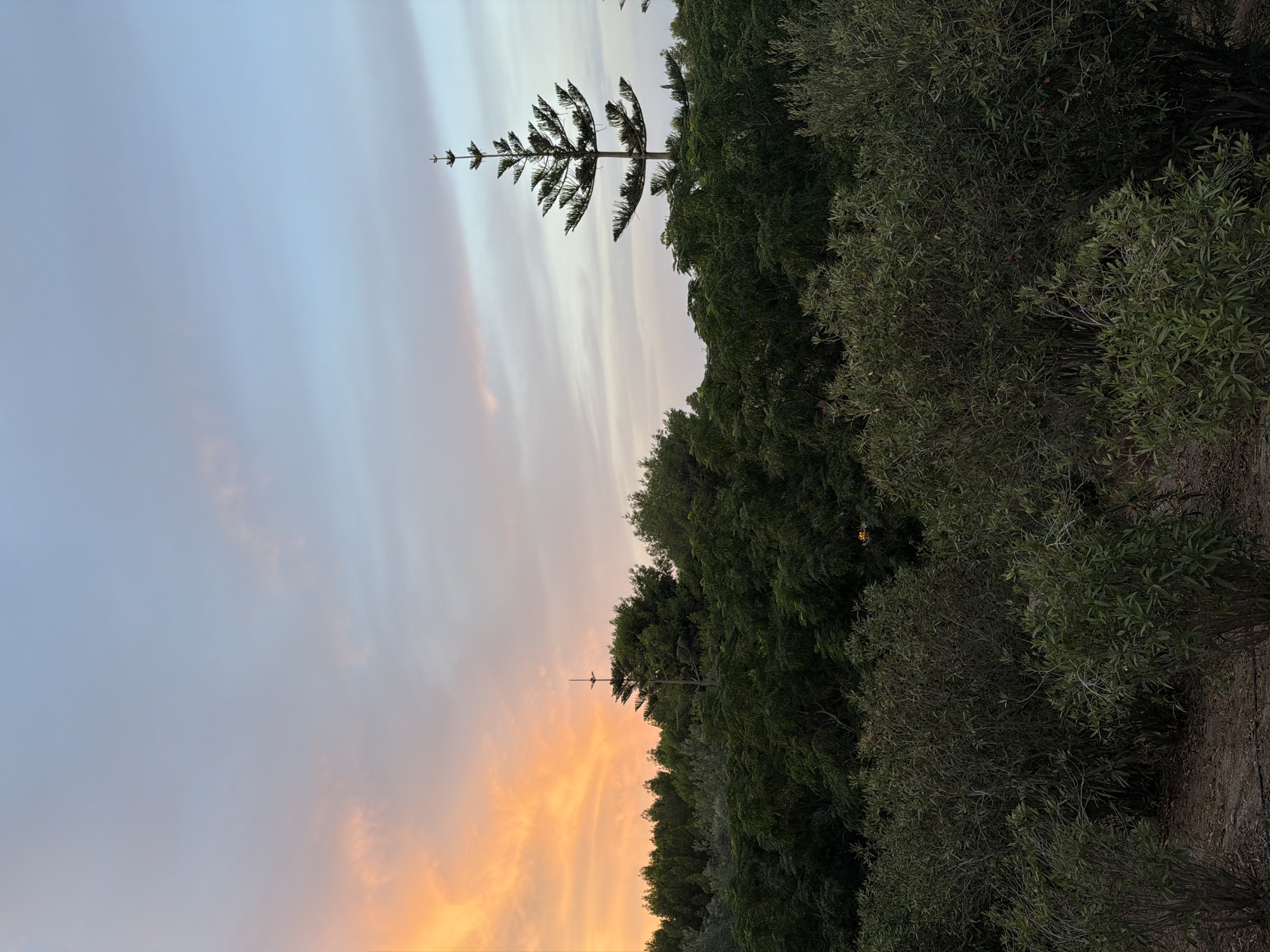 A nighttime shot captures a tree-filled landscape in Saint Paul's Bay, Malta. The foreground is dominated by dense, dark green shrubbery, with hints of dry leaves and dirt visible on the ground. Beyond this, a thick line of trees forms a verdant backdrop, with varying shades of green indicating different species and densities of foliage. Silhouetted against the dusky sky is a distinct, tall pine tree with a characteristic tiered structure, its branches clearly defined. Further in the background, the sky transitions from a soft peach and orange hue on the left, indicative of sunset or sunrise, to a pale blue and gray on the right, with subtle cloud formations present. The overall impression is one of a natural landscape illuminated by the fading light of day.