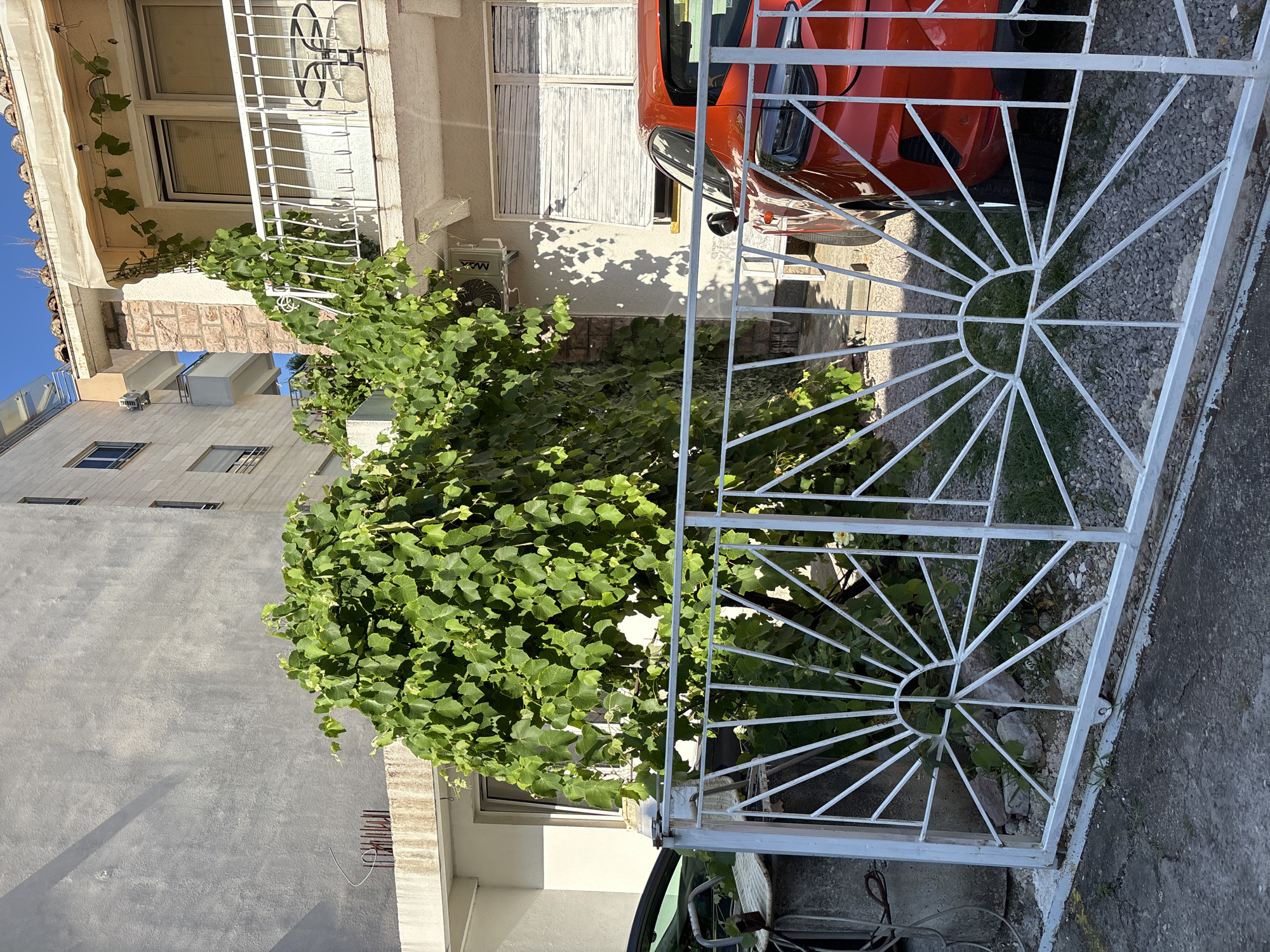 A sunlit, outdoor scene in Budva, Montenegro, captures the facade of a building with a prominent vine-covered balcony. A dense, leafy green vine dominates the foreground, partially obscuring a white, decorative metal fence. Behind the fence, a bright orange car is visible, parked on a gravel driveway. The building features a balcony with white railings, a retractable awning, and windows covered with blinds. Another building, with a gray stucco exterior and narrow windows, stands to the left. The ground is a mixture of concrete and gravel. The sky is clear and blue.