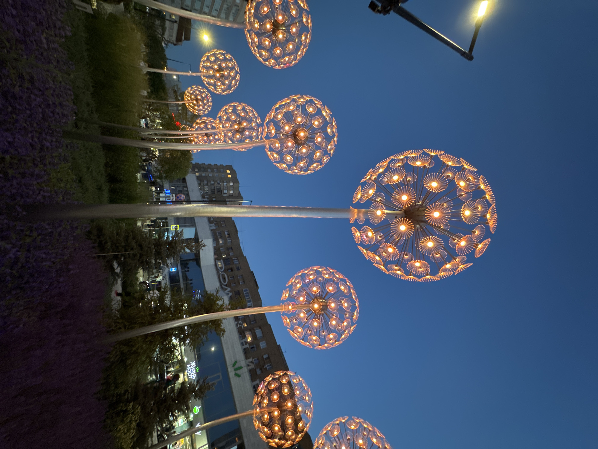 The image depicts a street art installation of spherical, illuminated dandelion-like sculptures. The sculptures are made of metal frames with numerous small, orange lights that glow from within, resembling seeds or petals. They are mounted on tall, slender poles. The scene appears to be in a public space, possibly a city square or park, given the presence of buildings in the background and landscaping in the foreground. The landscaping includes green bushes and a patch of purple flowers in the lower portion of the frame.
The sky is a deep blue, indicating it is either dusk or nighttime. A streetlamp with a bright yellow light is visible on the left side of the image. In the background, there are multi-story buildings, some of which appear to be commercial establishments with illuminated signage. One sign in Russian reads "ЖИЗНЬ МАPT," which translates to "LIFE MART." This suggests the location is in Russia, and "LIFE MART" is a common chain of supermarkets in Russia.
Several people are visible in the background, appearing as silhouettes against the lit buildings and walkways, suggesting a public area with some activity. They are walking and standing, but their details are indistinct. The perspective of the photograph is from a low angle, looking upwards at the sculptures and the sky, which emphasizes their scale and the overhead urban environment. The overall impression is one of an urban night scene with decorative lighting that enhances the public space. Based on the presence of "LIFE MART" and other visual cues typical of Russian urban environments, the location is likely in Yekaterinburg, Russia.