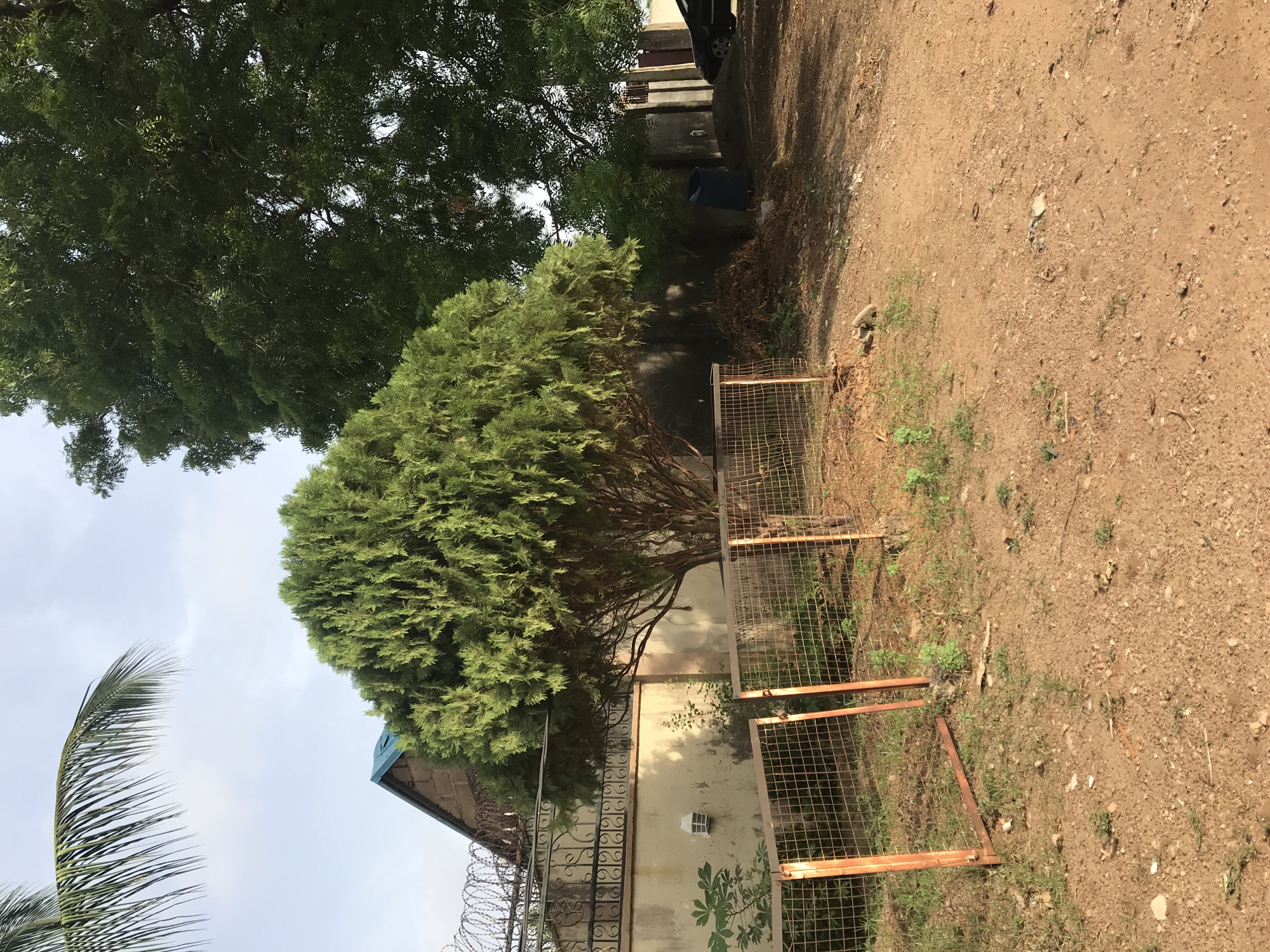 The image depicts a scene in Oko Erin, Nigeria, featuring a large, rounded evergreen tree, possibly a conifer, dominating the foreground. A section of a low wall and fence is visible to the left of the tree. The wall appears to be light-colored. The fence is topped with barbed wire. A section of a building roof with a blue color is visible behind the fence. Sections of a rusty metal fence with a grid pattern, laid on the ground, surround the tree. The ground is predominantly dirt, with sparse vegetation. Another green tree is visible in the background. A dirt road runs alongside the building.