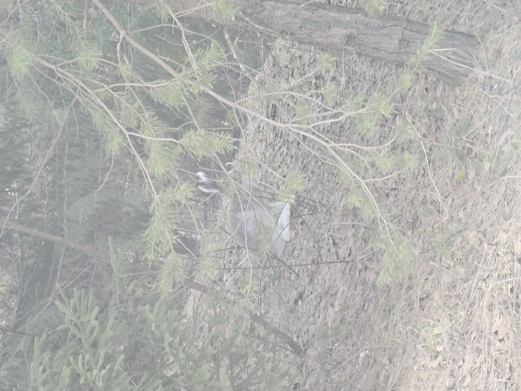 The image shows a hare in a wooded area, possibly in Малая Уса, Russia. The hare's white tail is visible. The ground is covered in fallen leaves and pine needles, with scattered branches and twigs. There are evergreen trees, including spruce and pine. The image is somewhat obscured by mist or fog.