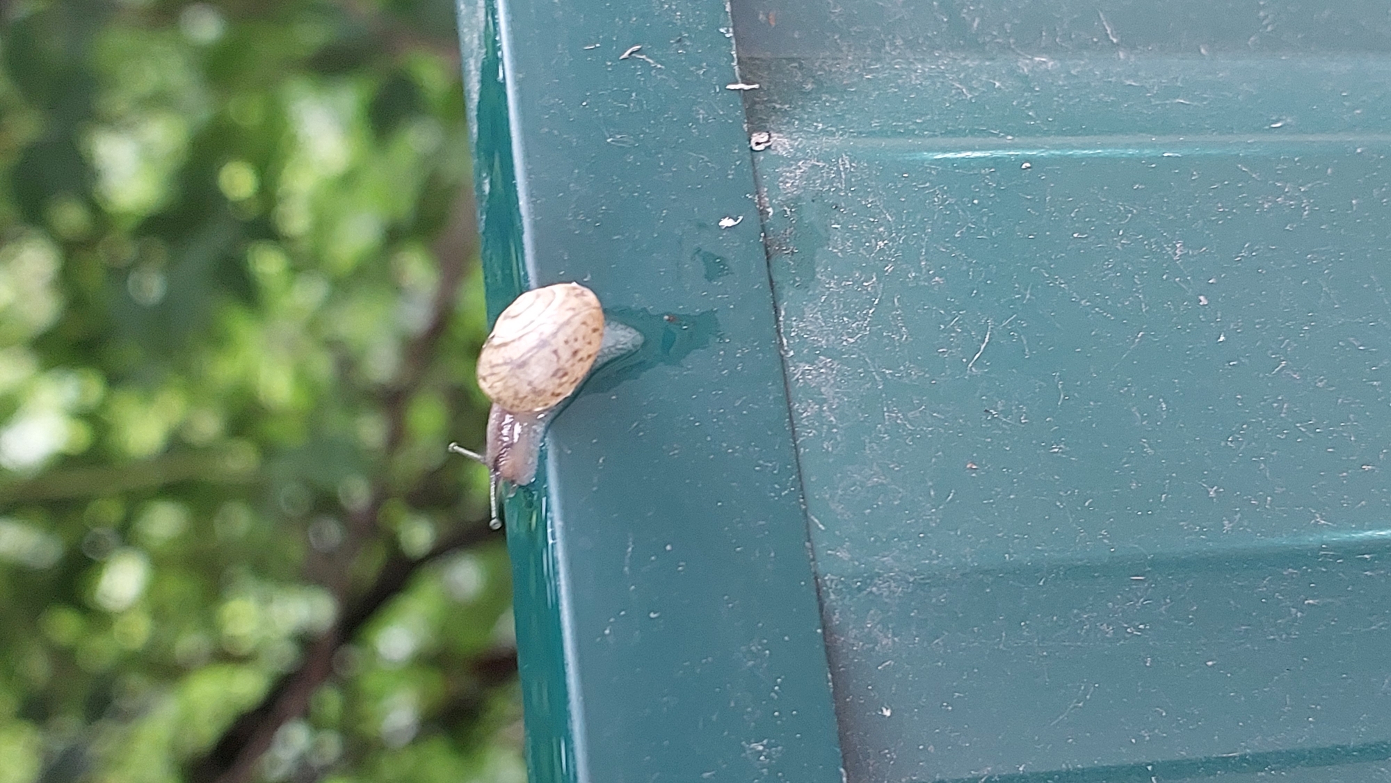 A snail with a brown and tan shell is crawling on a dark green, slightly wet surface. The snail is positioned on the edge of the surface, with its body extending slightly over the edge. The background is blurred and out of focus, showing green foliage. The surface appears to be made of metal or plastic and has some scuff marks and a few small droplets of water on it.