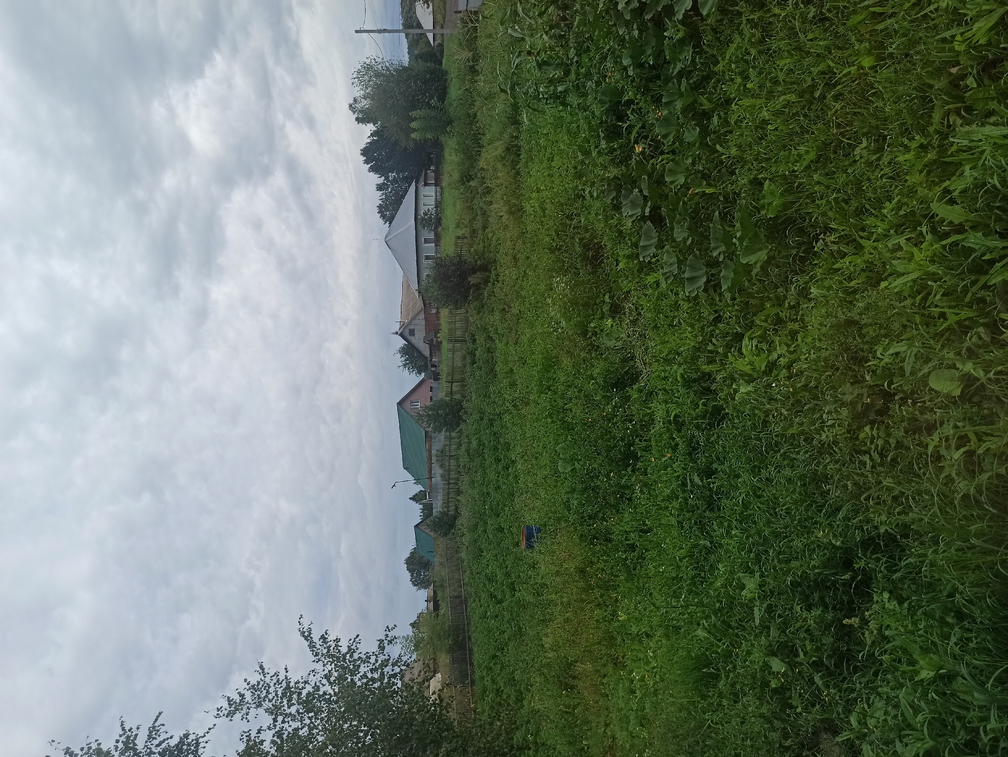 The image depicts a rural landscape under an overcast sky, with a dense field of green vegetation in the foreground and midground. Several houses with green roofs are visible in the background, separated by wooden fences. A blue barrel is present in the middle of the vegetation. The scene suggests a residential area within Kemerovo, Russia, characterized by its natural surroundings and traditional housing.