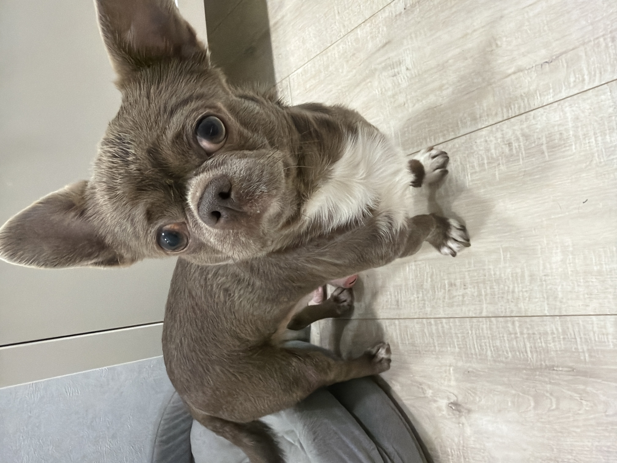 A close-up, high-angle shot of a small, gray Chihuahua-like dog with large, expressive eyes looking directly at the camera. The dog has a patch of white fur on its chest. It sits in a gray dog bed on a light-colored, wooden-patterned floor. The top of a white cabinet or wall is partially visible in the background. The location is indoors, but there is no evidence to suggest that it is located in the city of Votkinsk, Russia.