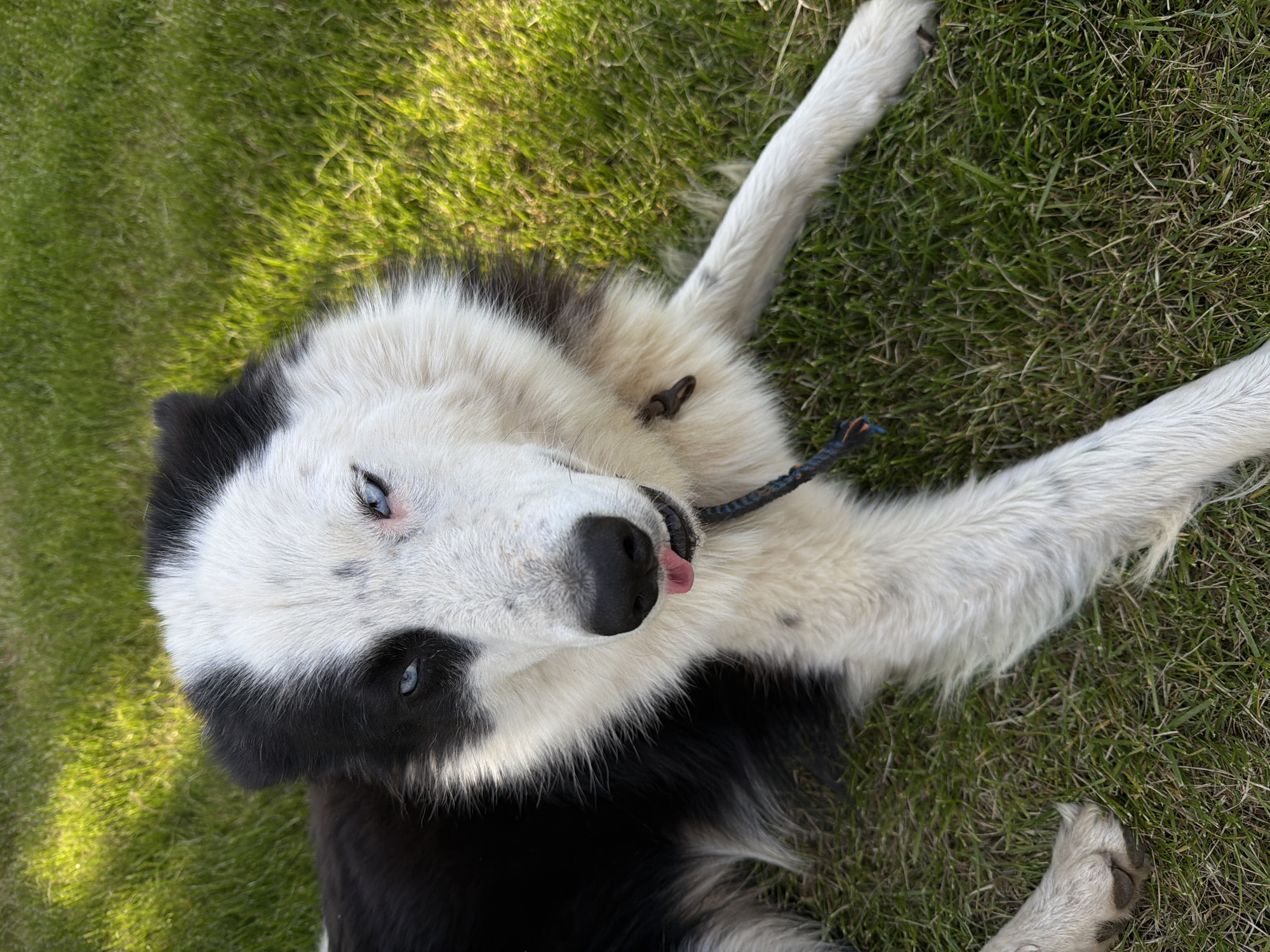 A medium shot of a dog lying on its back in the grass. The dog is a Border Collie mix with a black and white coat. It has blue eyes. The dog's tongue is sticking out slightly. The dog is wearing a black collar with a rope attached to it. The grass is green and there is some sun shining on it. The location of the picture is not discernible.