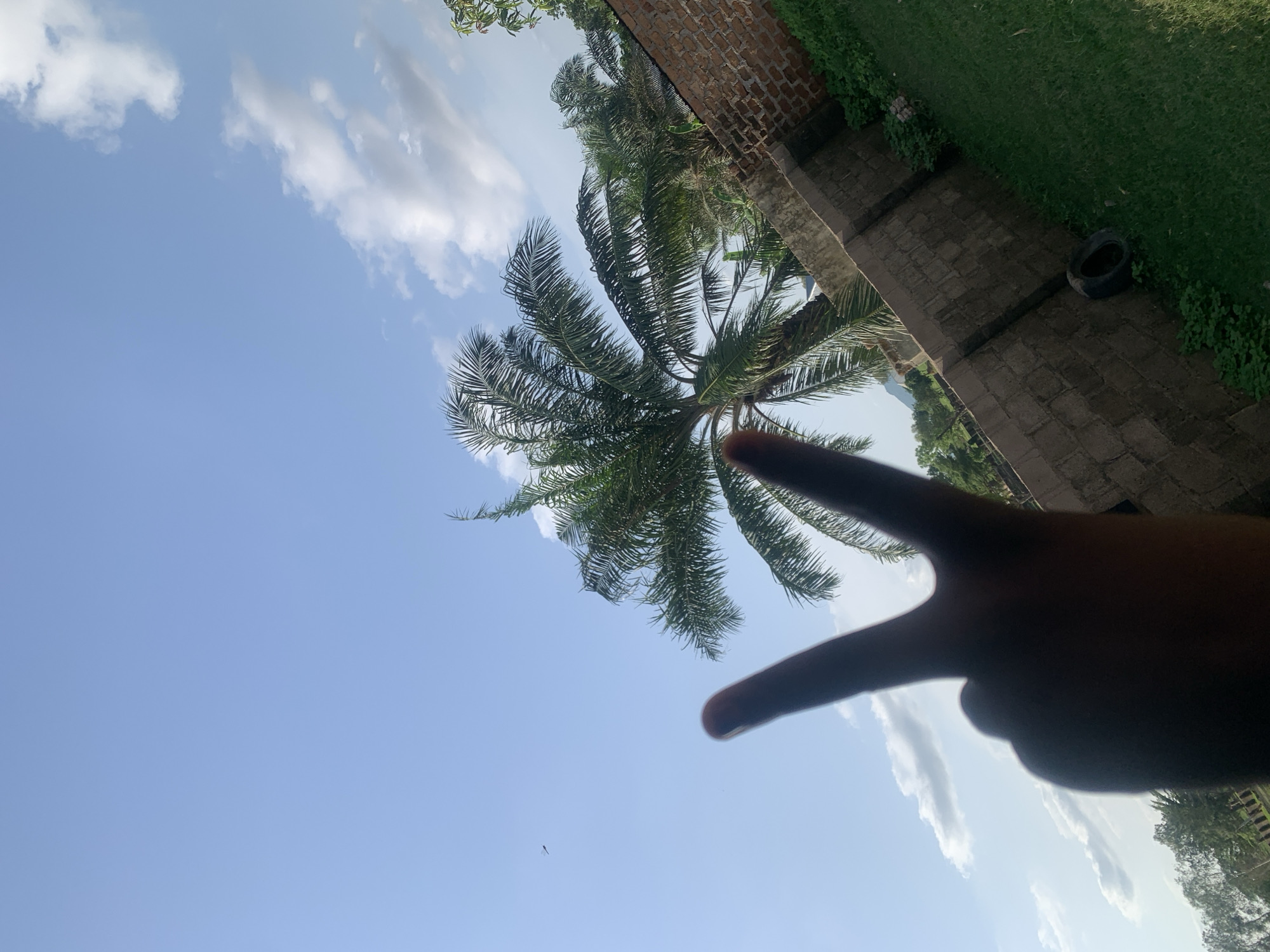 A hand forms a peace sign in the foreground, obscuring a portion of the sky. Behind it, a large palm tree with prominent fronds dominates the middle ground, its leaves a vibrant green. The background reveals a brick wall and a patch of green grass, suggesting an outdoor setting. The sky is a clear blue with scattered white clouds, and a small dark object, possibly a bird or insect, is visible in the distance. This scene appears to be from Jalingo, Nigeria, characterized by the presence of palm trees and the typical bright, clear sky of the region.