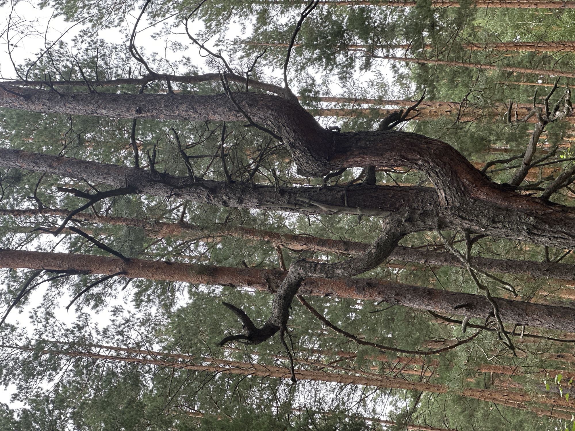 The image depicts a dense forest with numerous tall pine trees. The foreground features a gnarled, dark-barked pine tree with uniquely twisted branches, one extending prominently to the left and curving upwards. Behind it, several other pine trees with reddish-brown bark and green needles are visible. The overall environment is that of a natural, wooded area. No people or specific city landmarks are present, making it impossible to confirm the location as Sokolovo, Russia, based solely on the visual information.